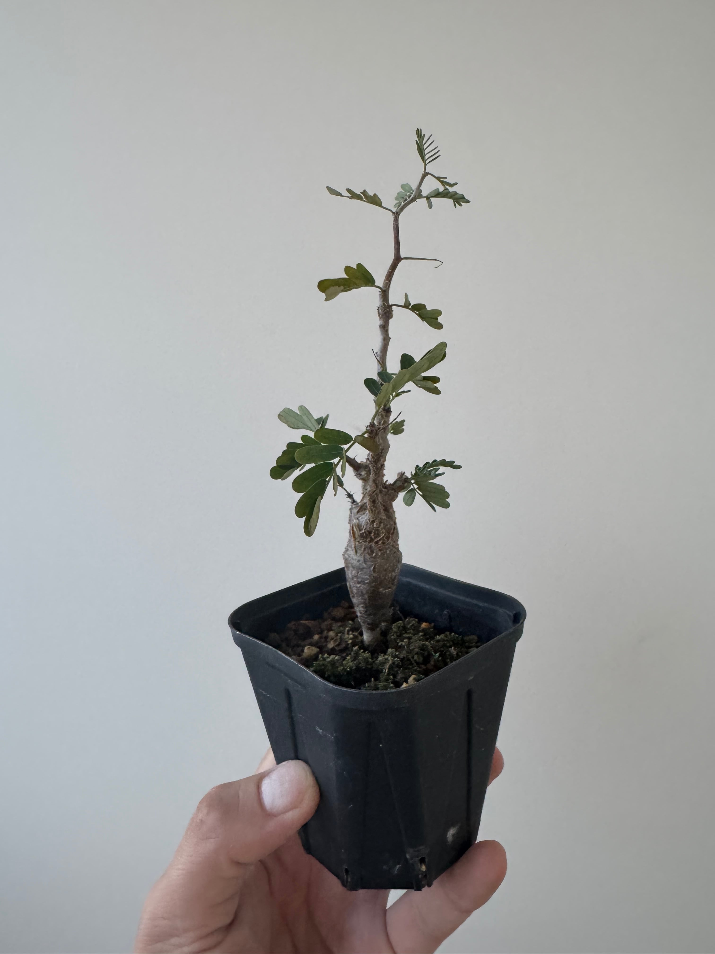 【ありがとう価格】Senna meridionalis【小さめ実生苗】センナ メリディオナリス