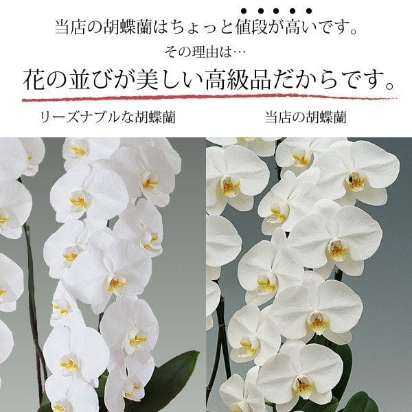 大輪胡蝶蘭 5本立ち 45輪以上 産地直送 | スタジオ蘭花