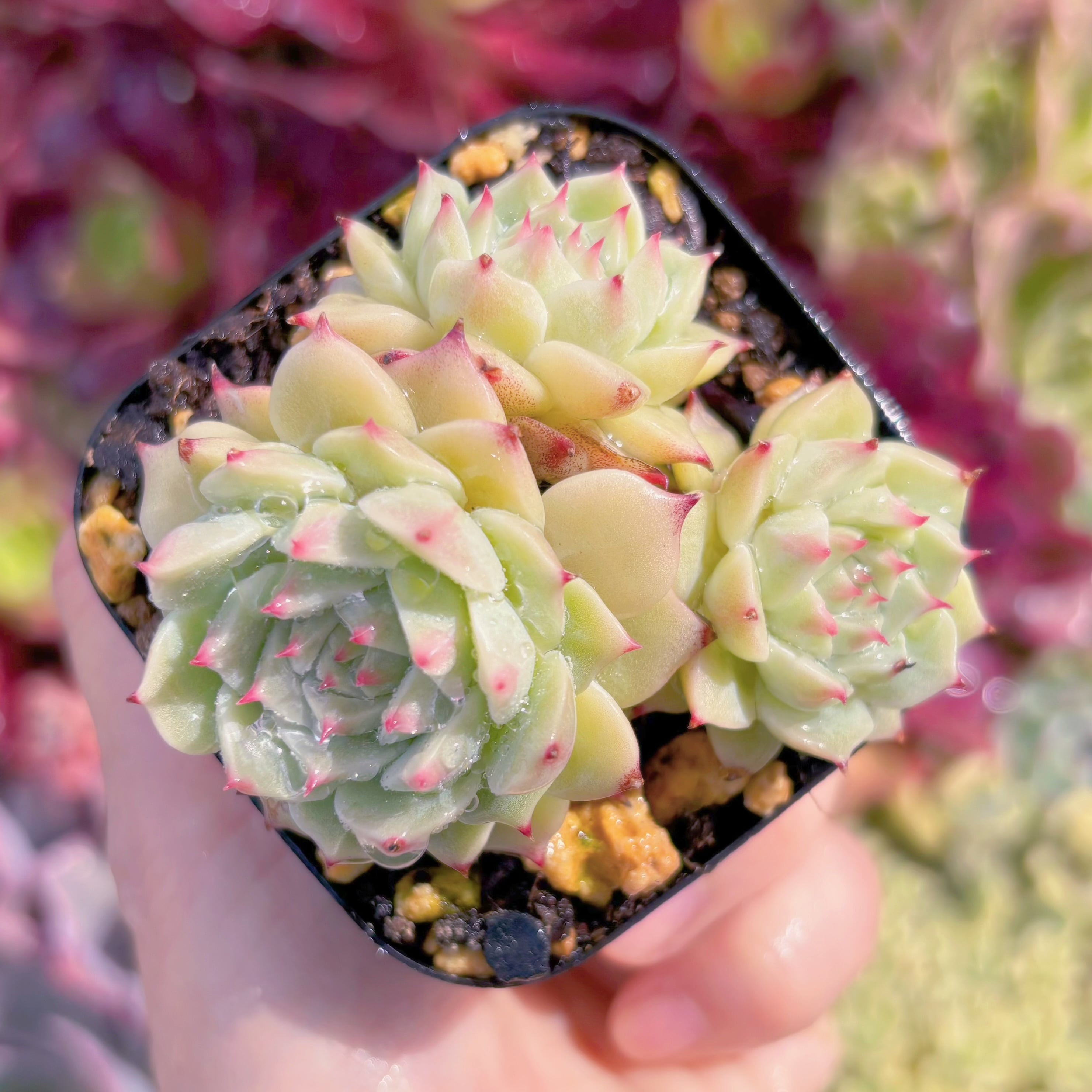 現品　ブルーアイズ#C02　群生　るる農園