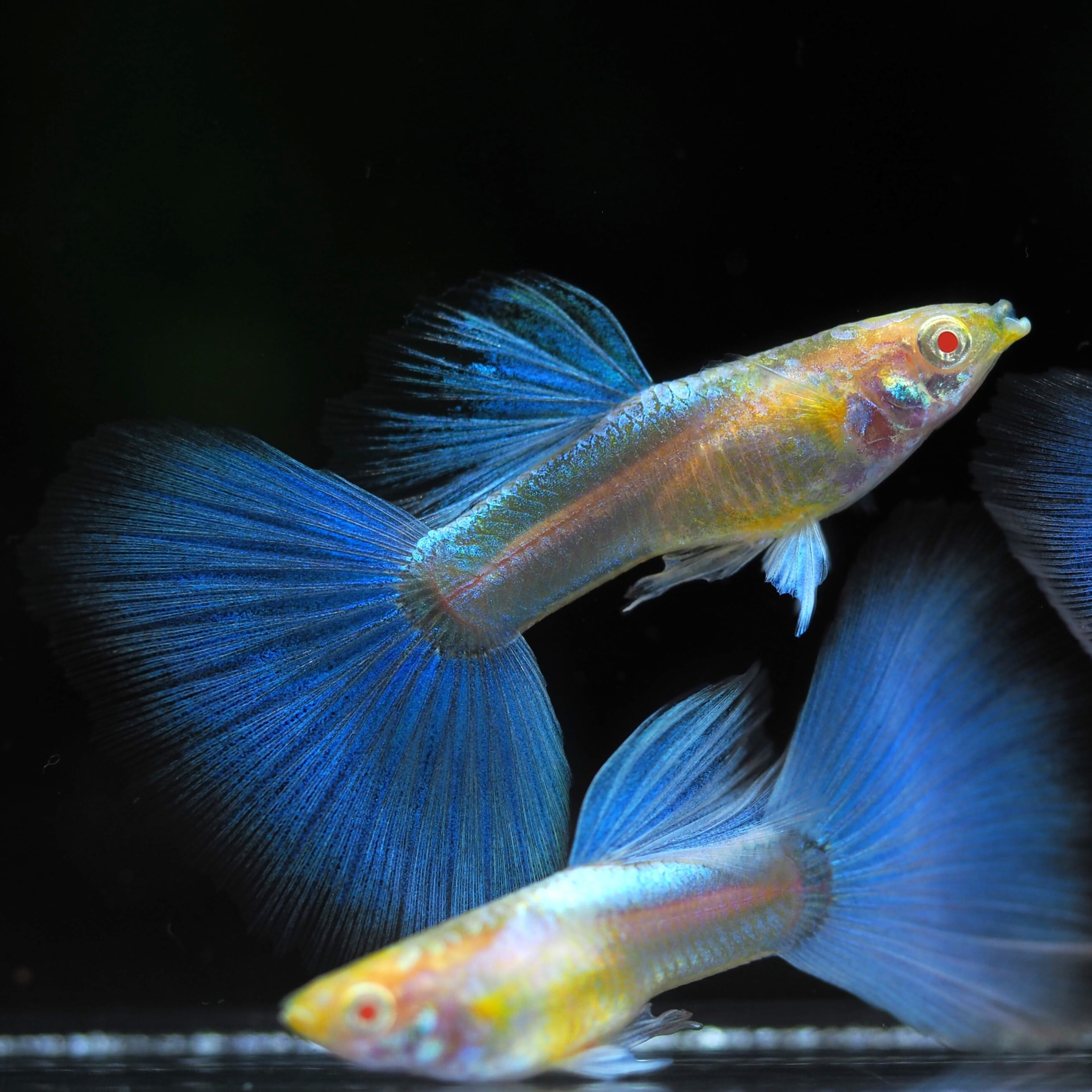 吉Aqua】フルゴールド リボン シャークフィン グッピー 熱帯魚 1ペア 