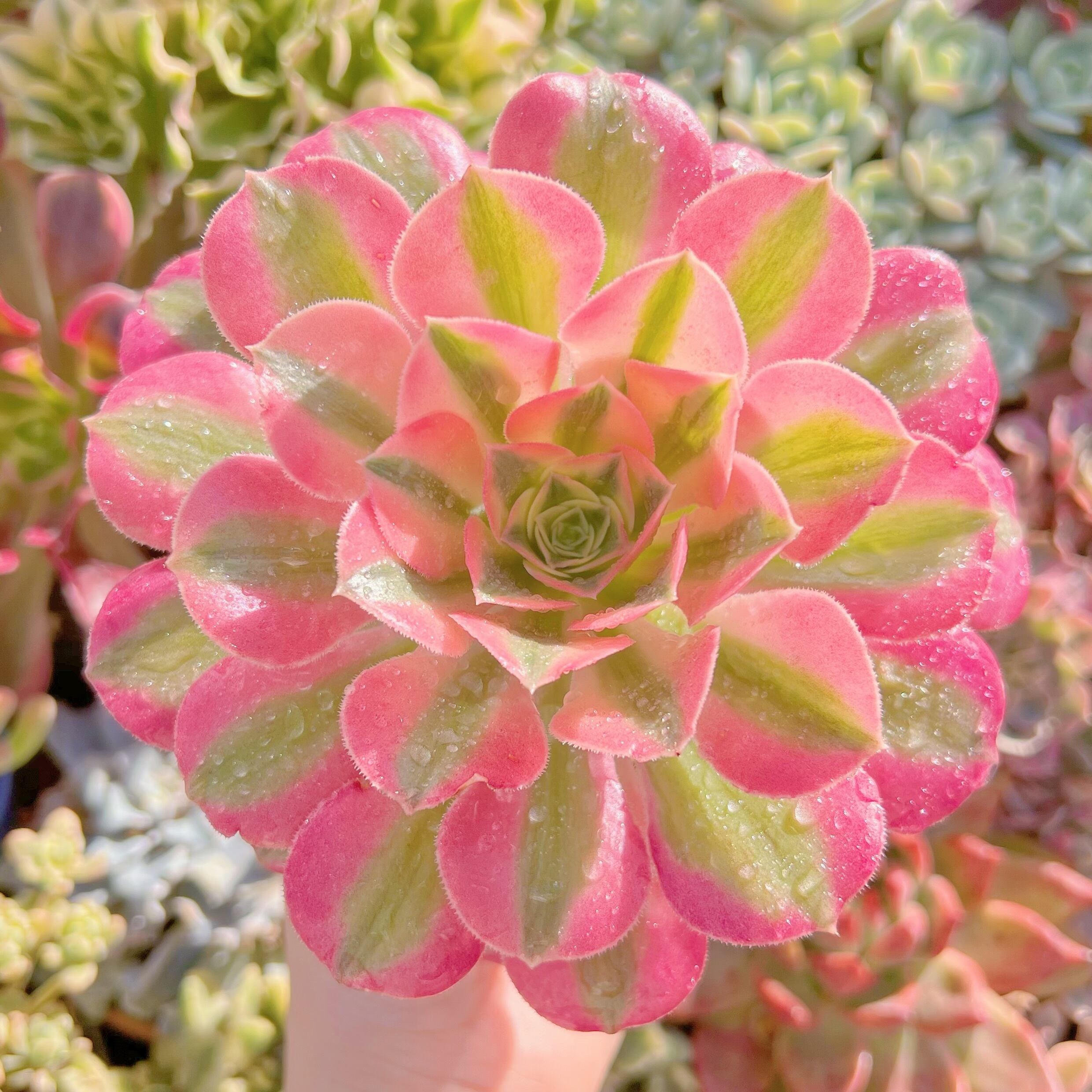 現品　アフラダイティ#A05　るる農園