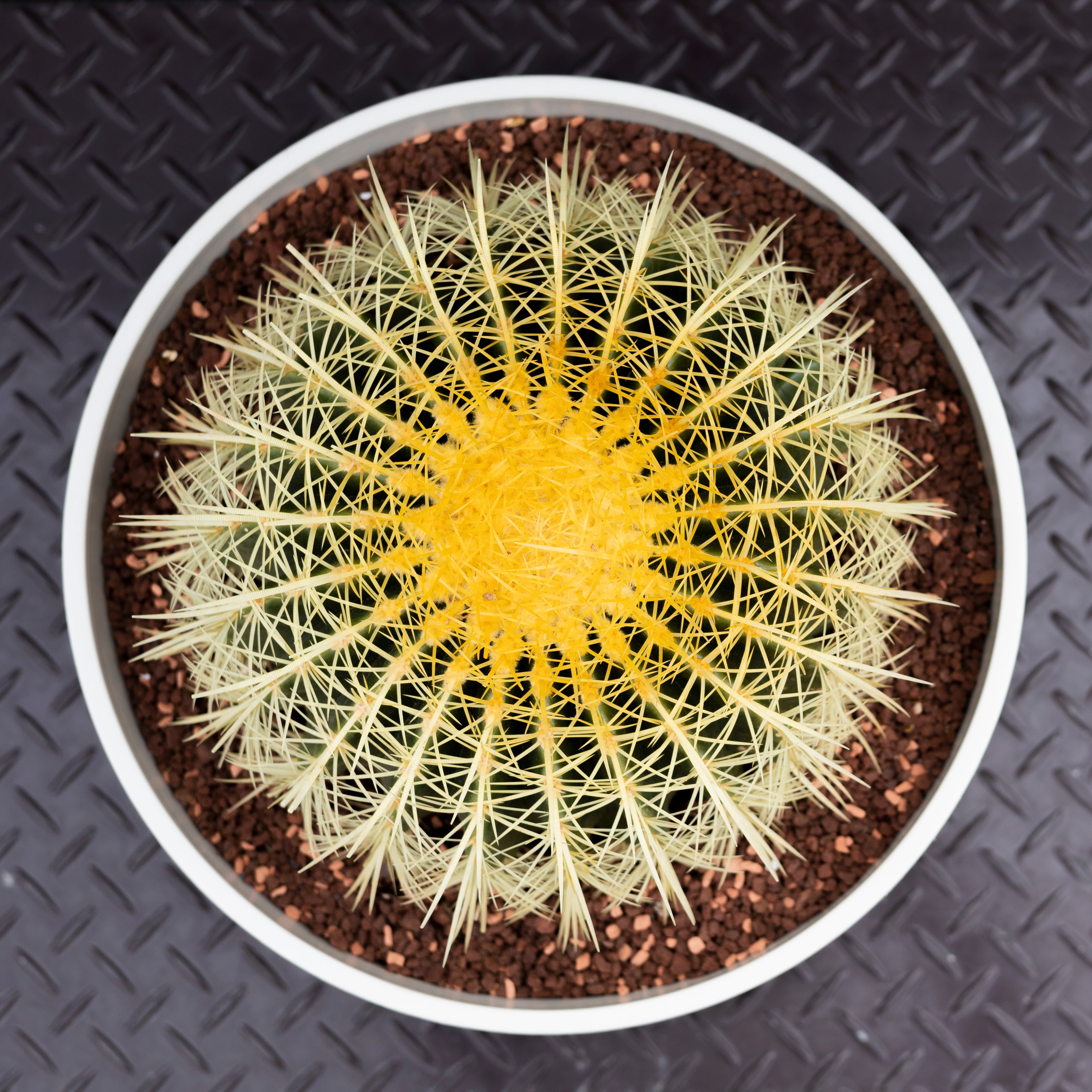 金鯱 サボテン Kinsyachi Echinocactus grusonii 特大 36cm フレグラー