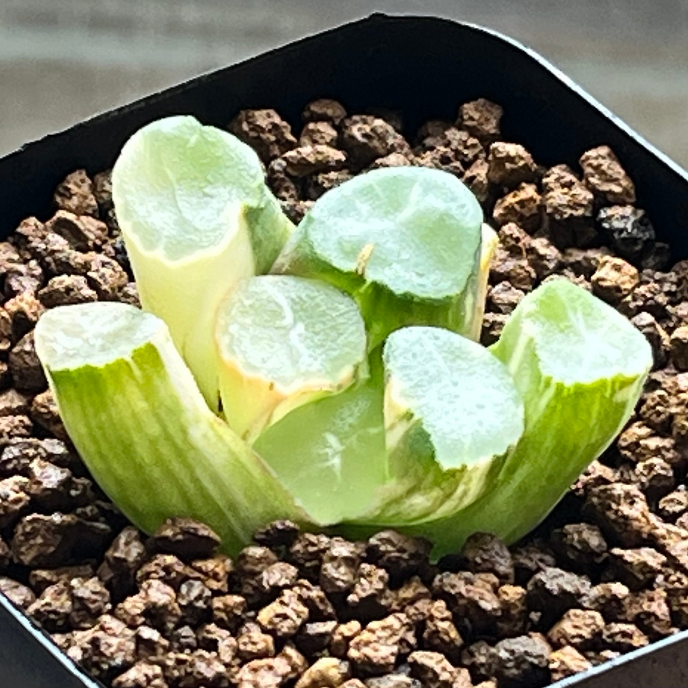 mocono_plants