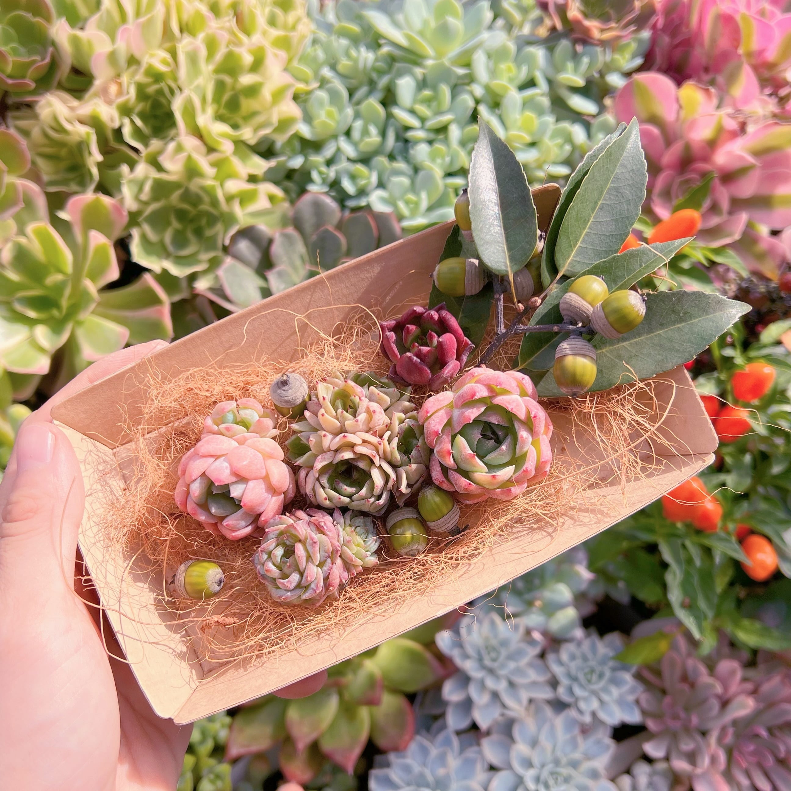 現物　多肉お弁当#621   るる農園