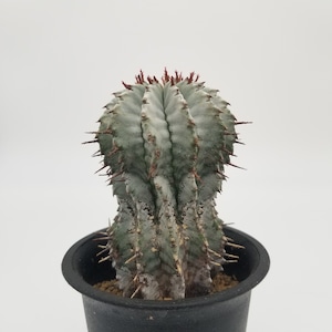 Euphorbia horrida