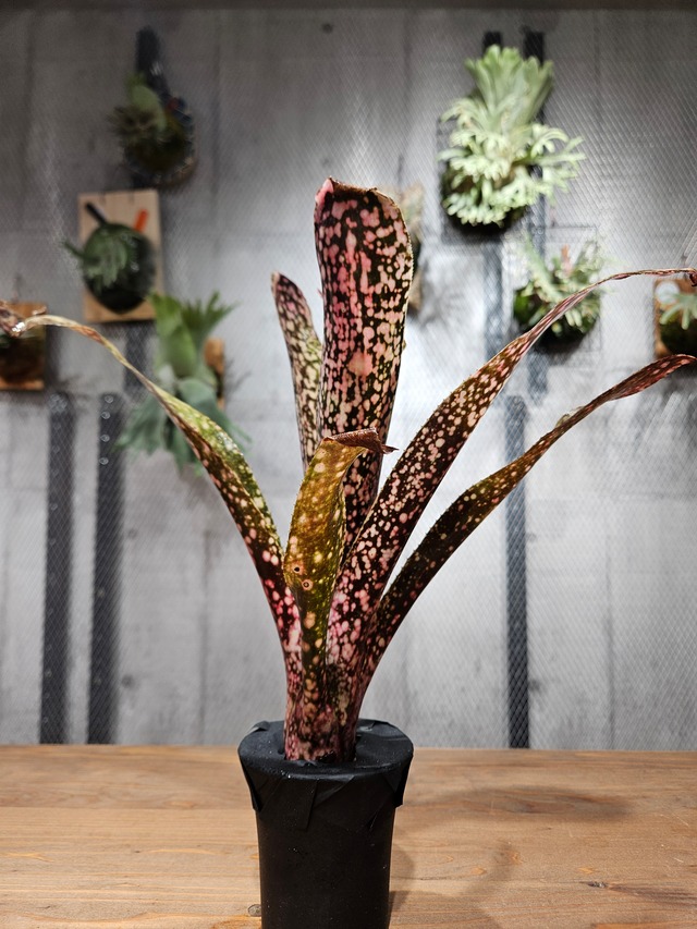 Billbergia. Carioka【artPLANTs/PLANTS GARAGE】   ビルベルギア/Billbergia