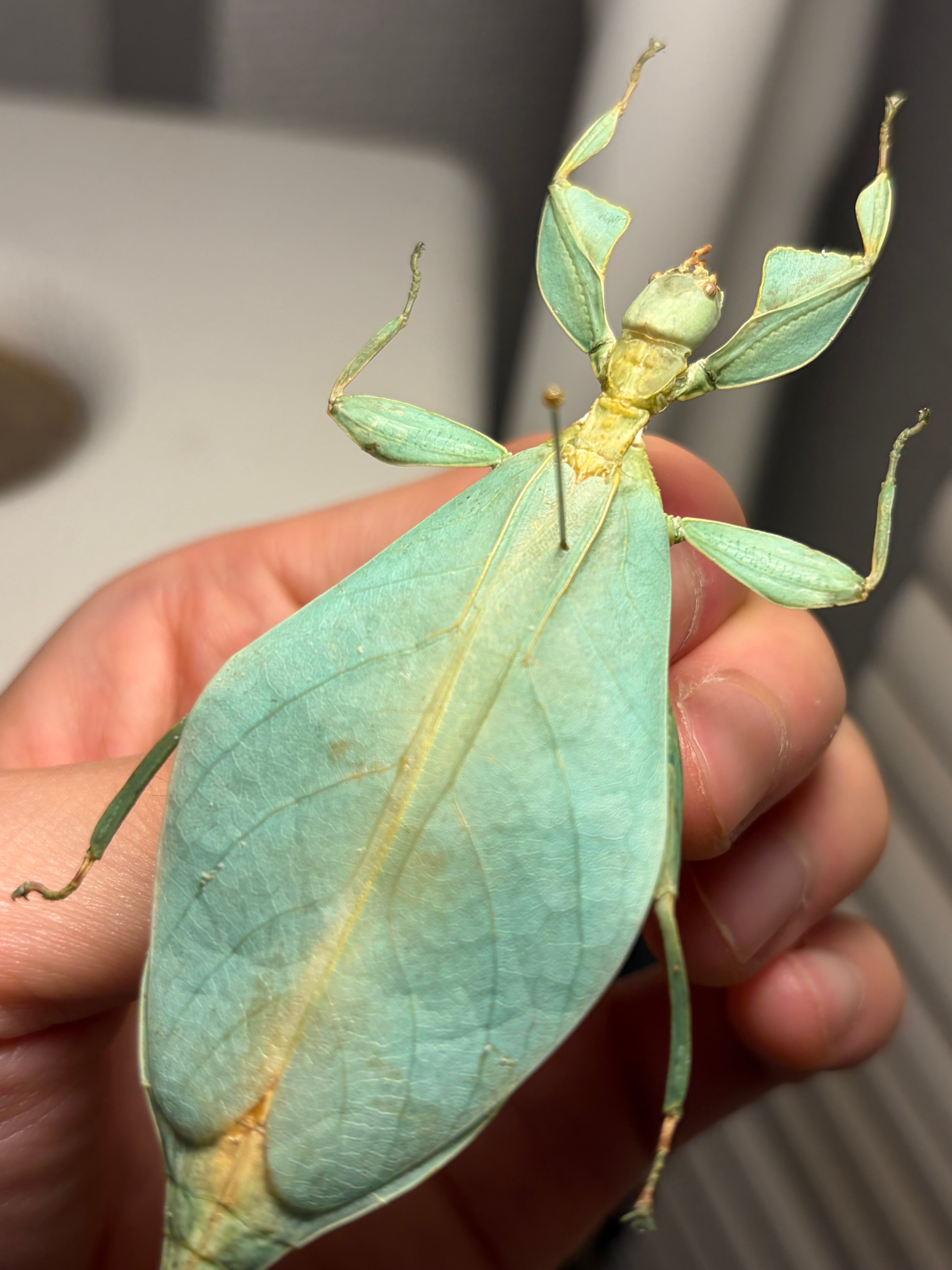 オオコノハムシ 黄緑モルフ昆虫標本 ナナフシタランチュラムカデサソリ