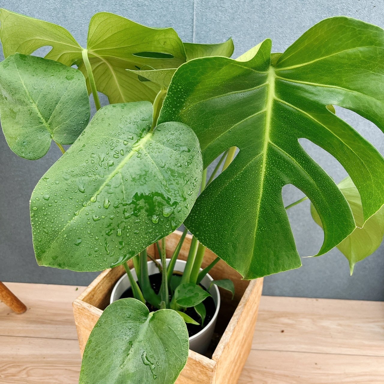 在庫］☆鉢カバー付き☆ モンステラ 6号 観葉植物 室内 育てやすい