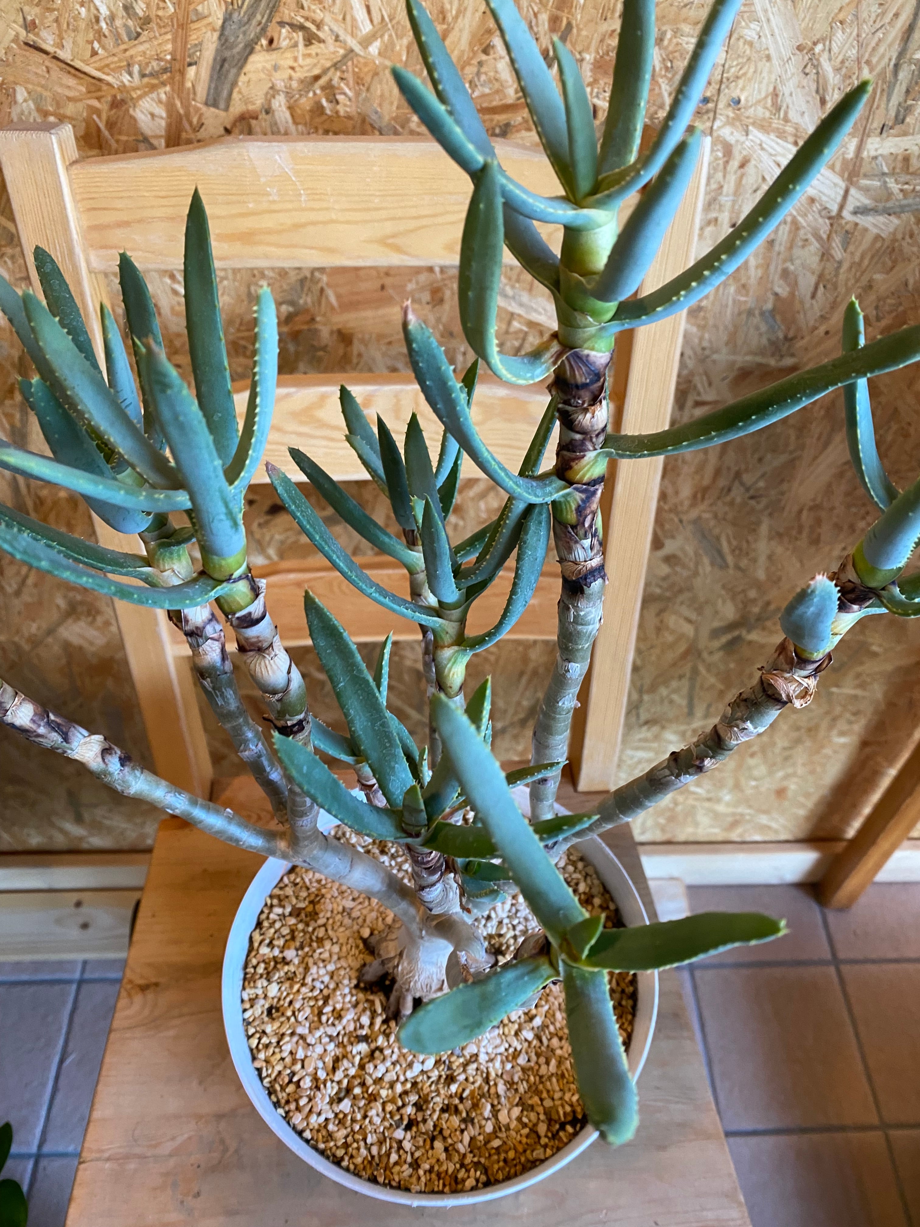 ラモシシマ 本体43cm H63cm W40cm 口径21cm | Garden Varejo