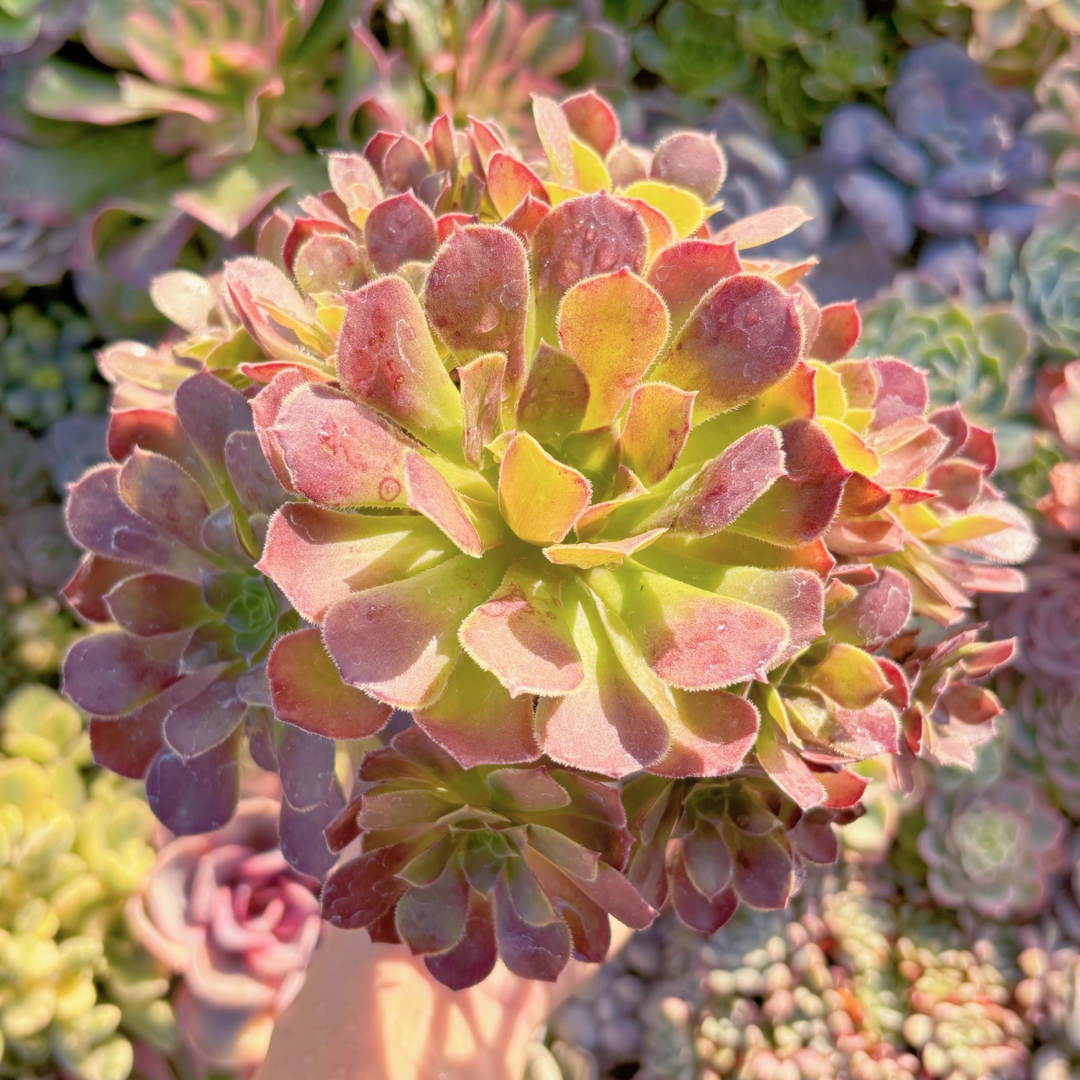 現品　plum purdy#M200　群生　るる農園