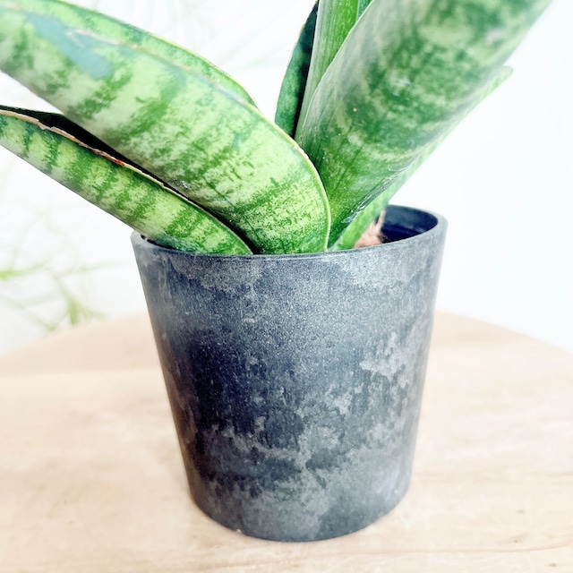 《人気》サンスベリア インディ Sサイズ 観葉植物 calm cafe