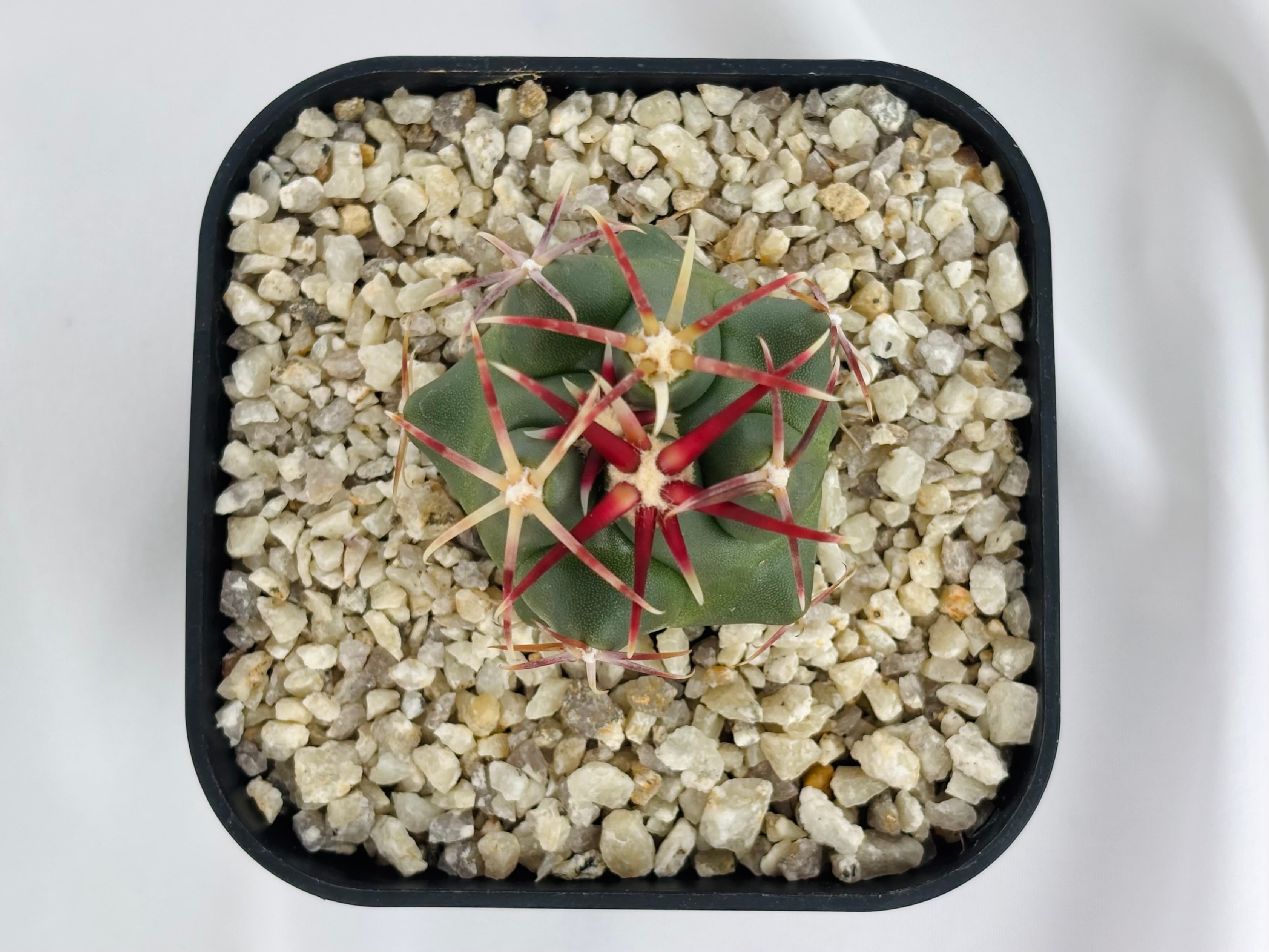 Theiocactus heteromus テロカクタス 紅鷹 サボテン | plants MARU