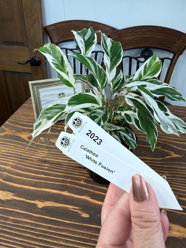 ★2023　カラテア　ホワイトフュージョン(3.5号ポット）