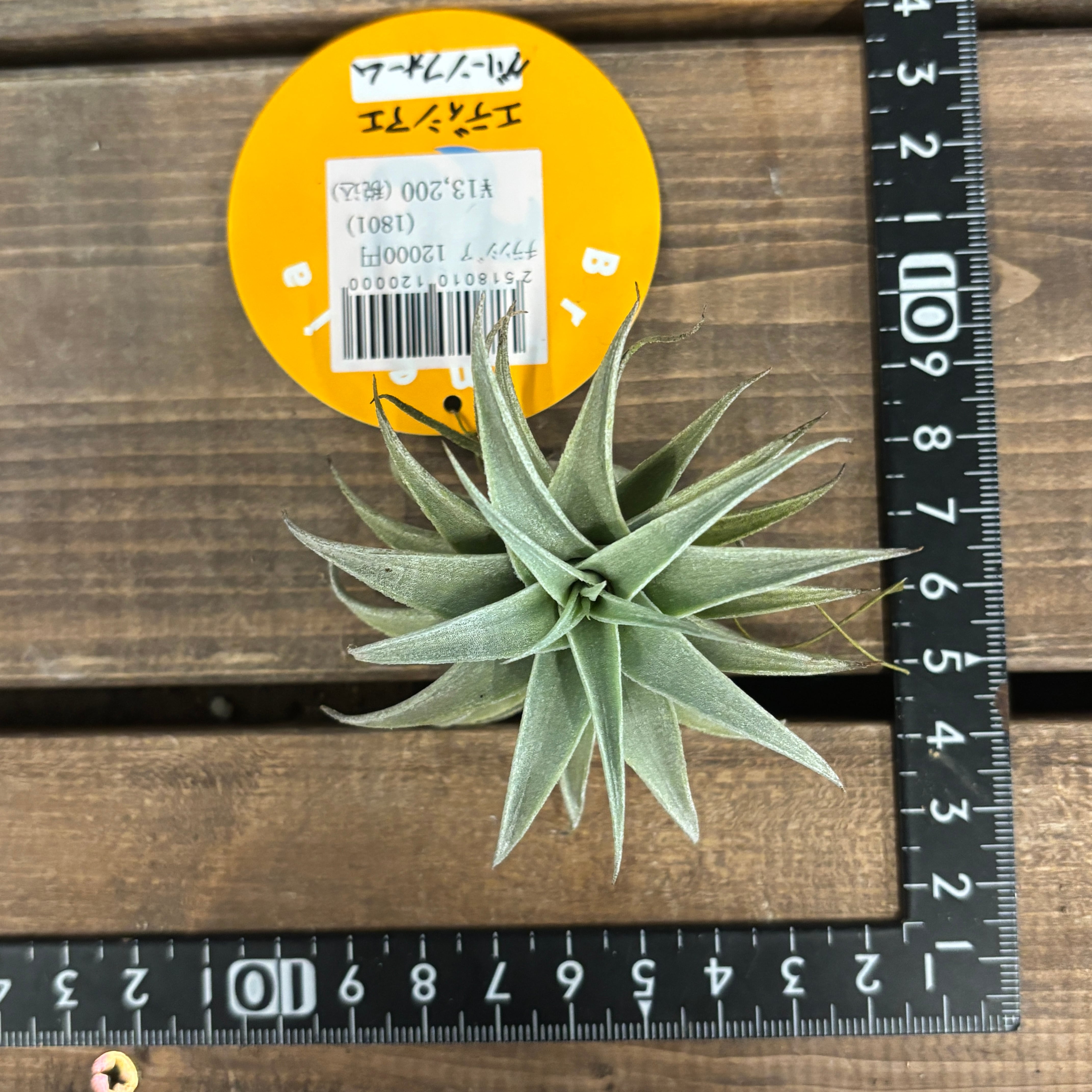 チランジア エディシアエ グリーンフォーム【667】 | PROTOLEAF プロト