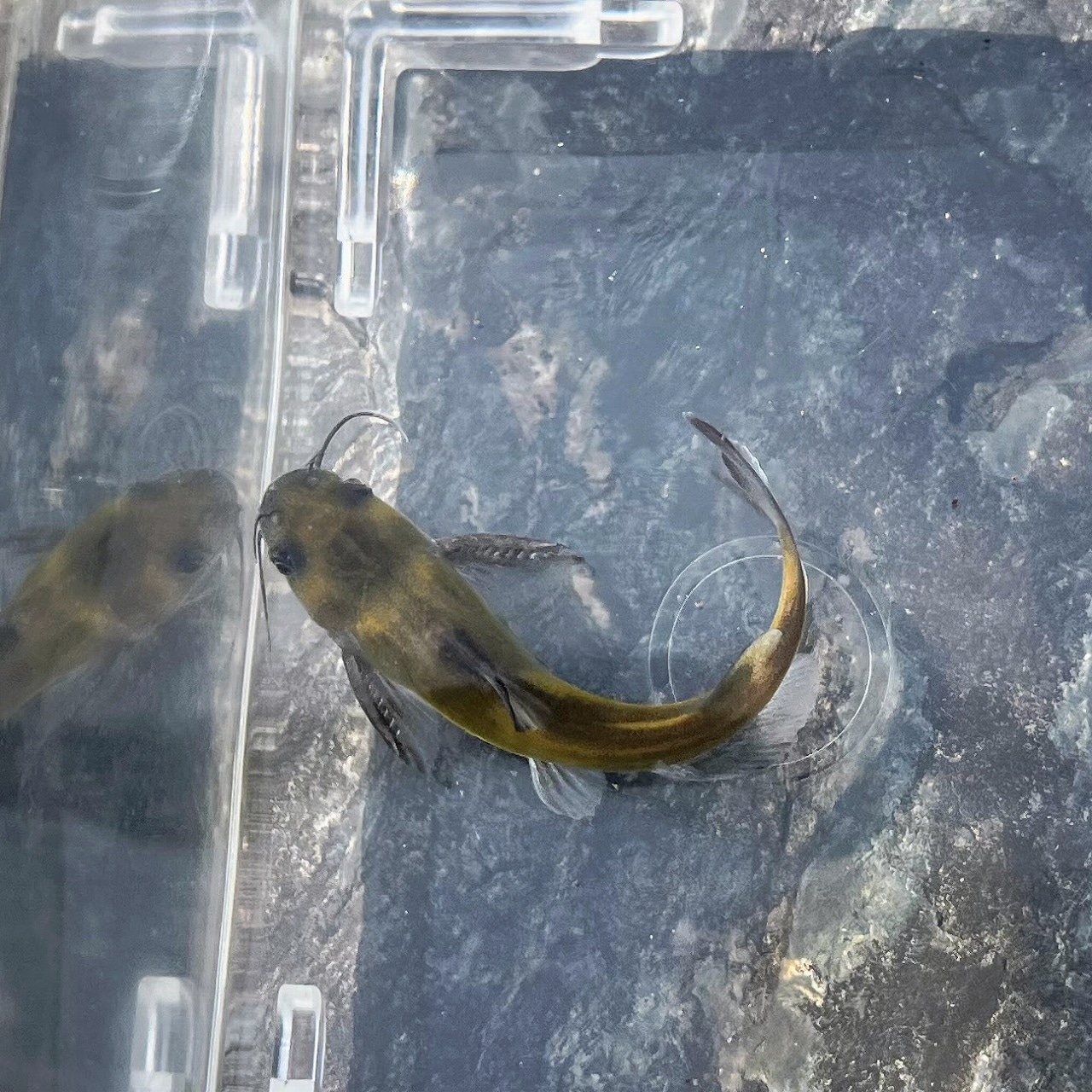 (淡水魚)ギギ 8cm±(1匹)【生体】