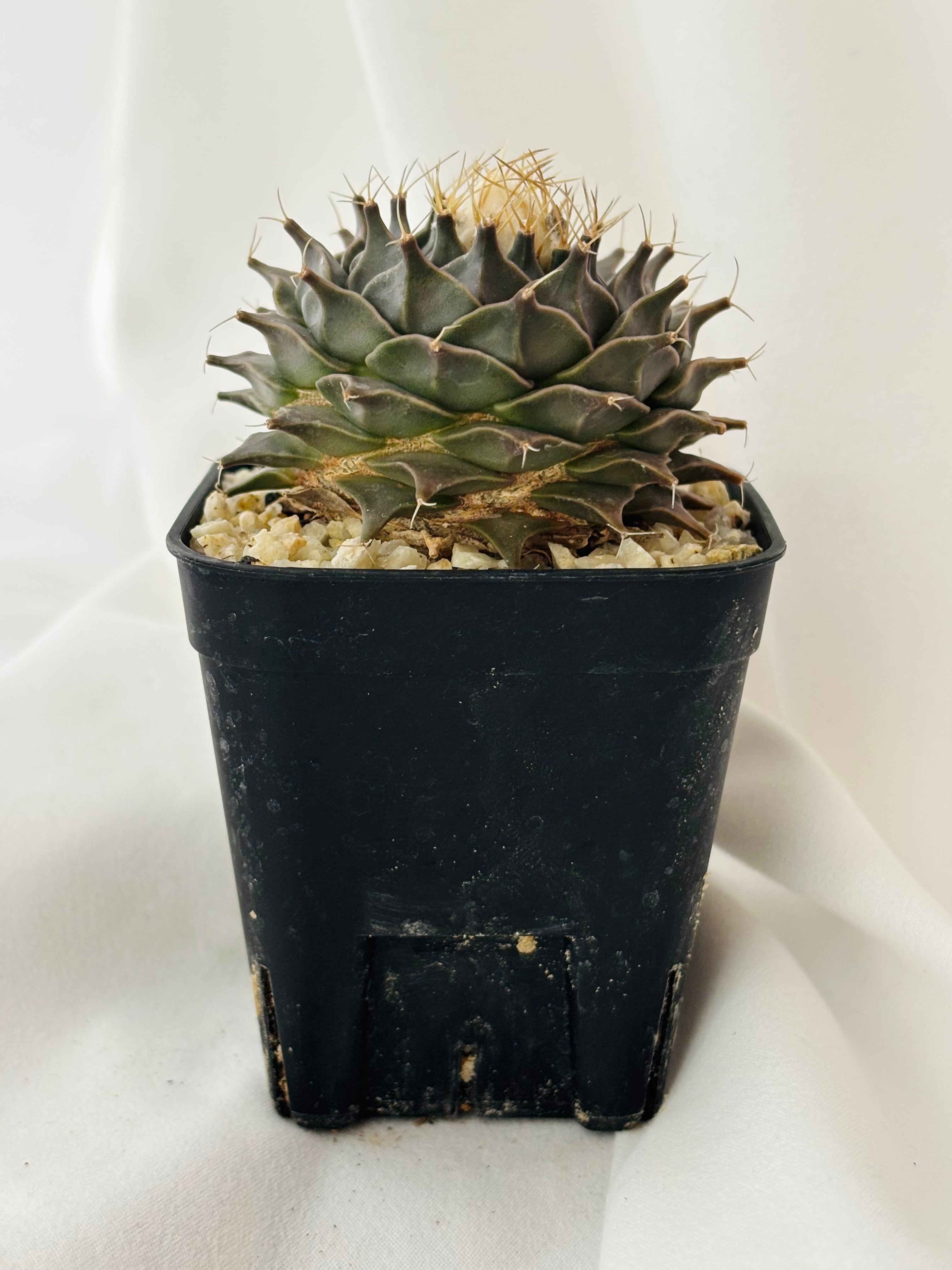 Obregonia denegrii オブレゴニア 小疣帝冠 サボテン | plants MARU