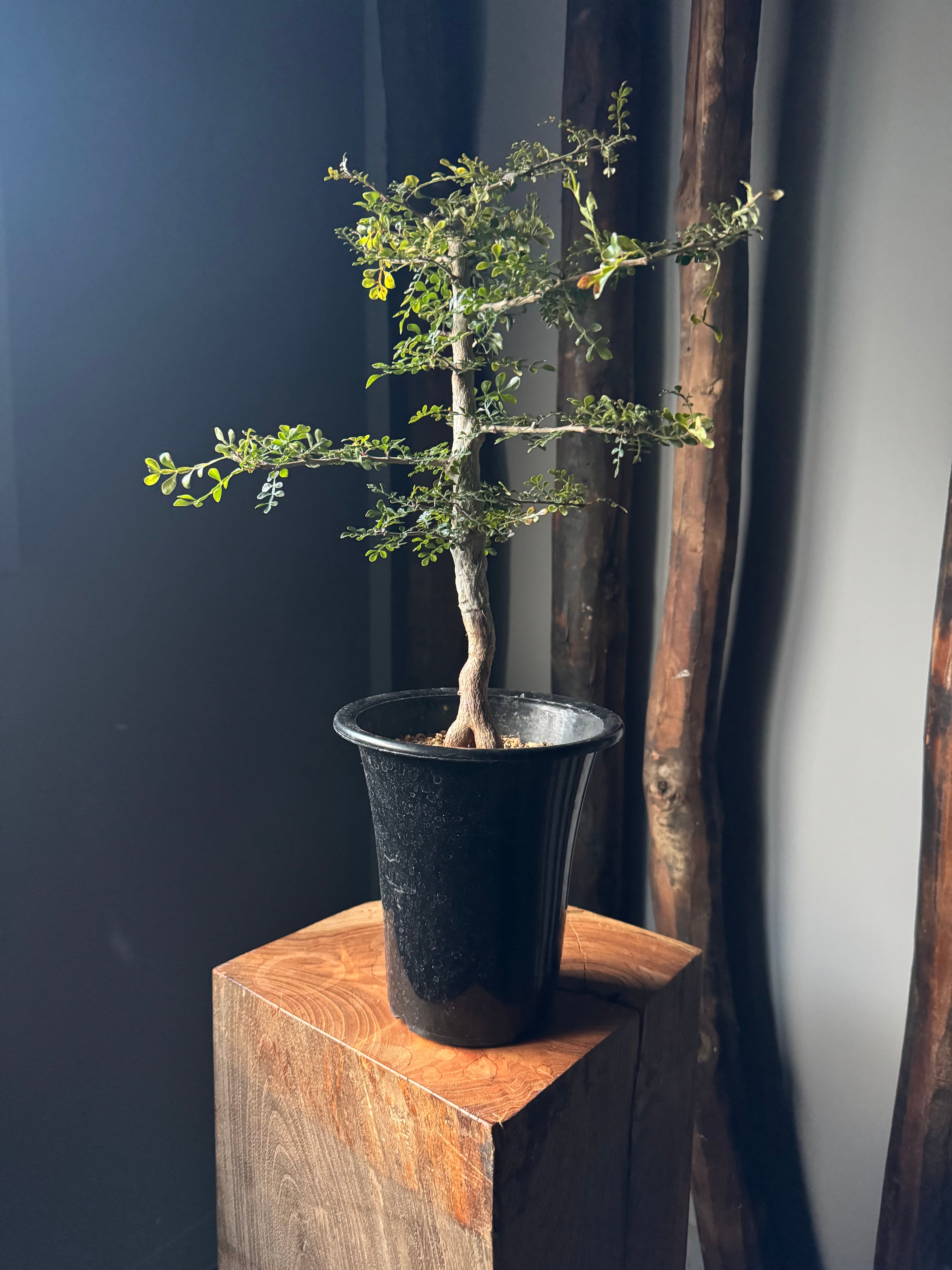 【新着】Operculicarya decaryi 【ボコボコ肌の良いバランスの実生苗】オペルクリカリアデカリー