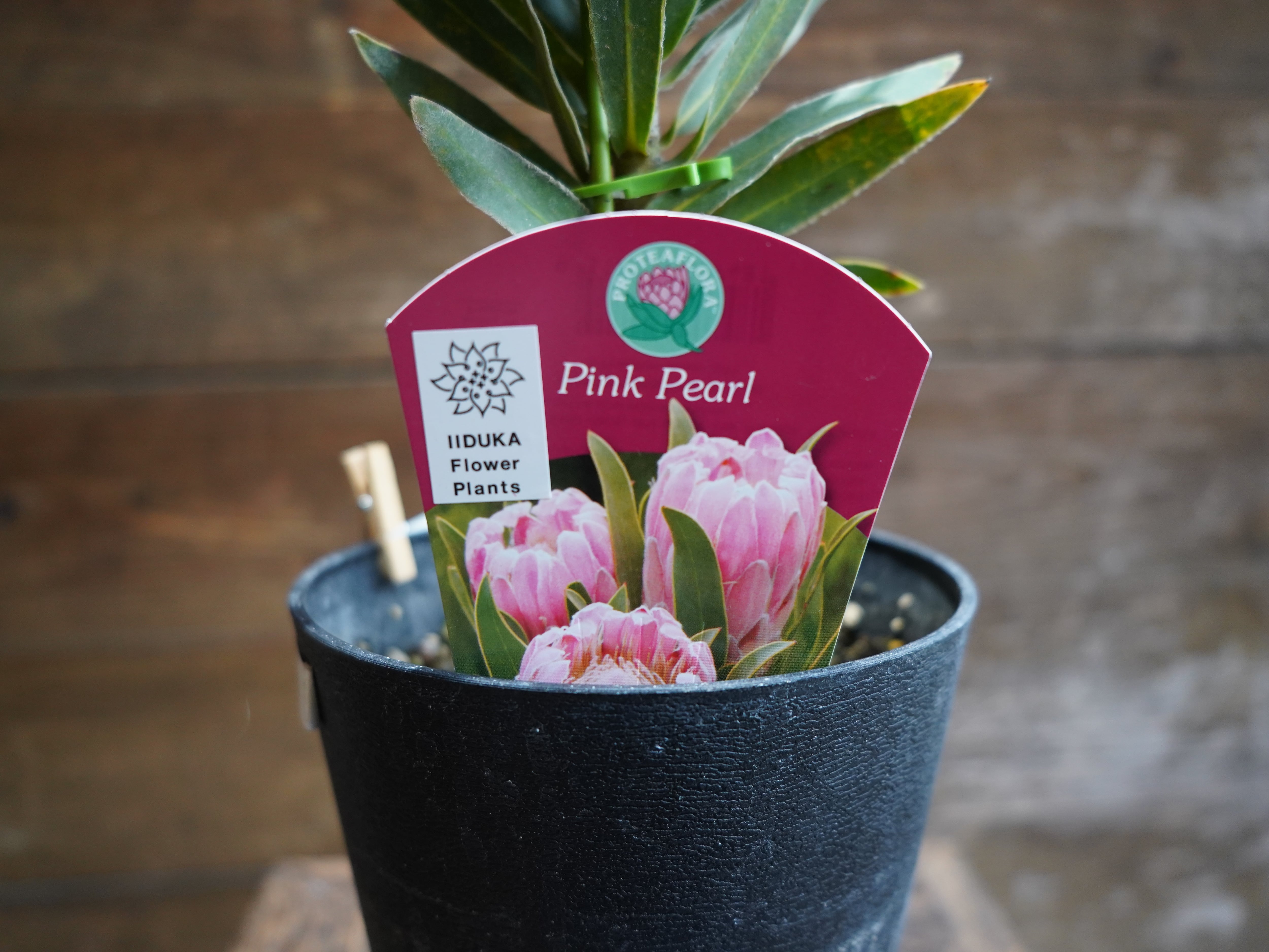 【現物】プロテア "ピンクパール"