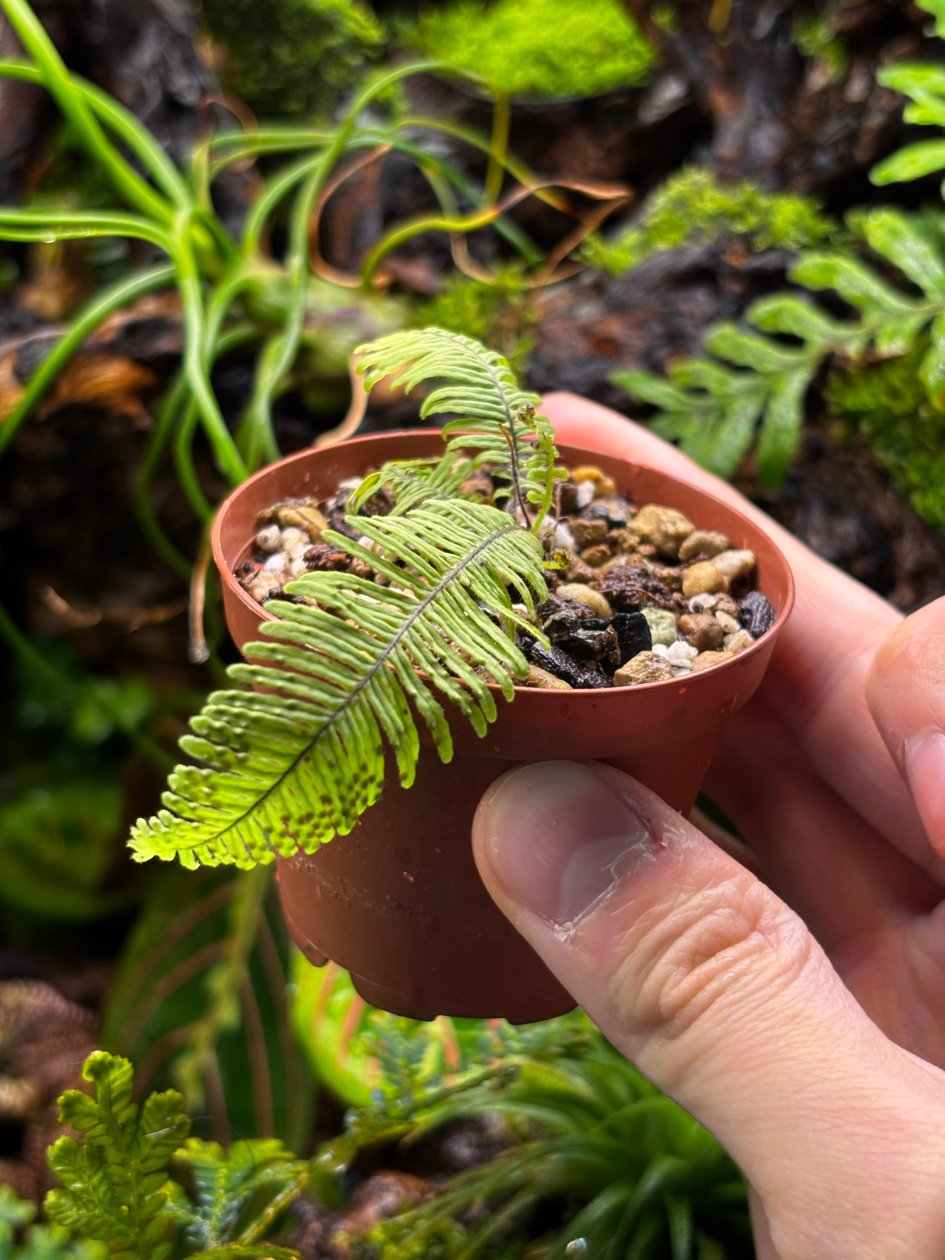 シバタ　プロテア　7種苗 Pneumatopteris sp. West Java【触手状の新芽】 | SCALE_VIVARIUM | 蝉