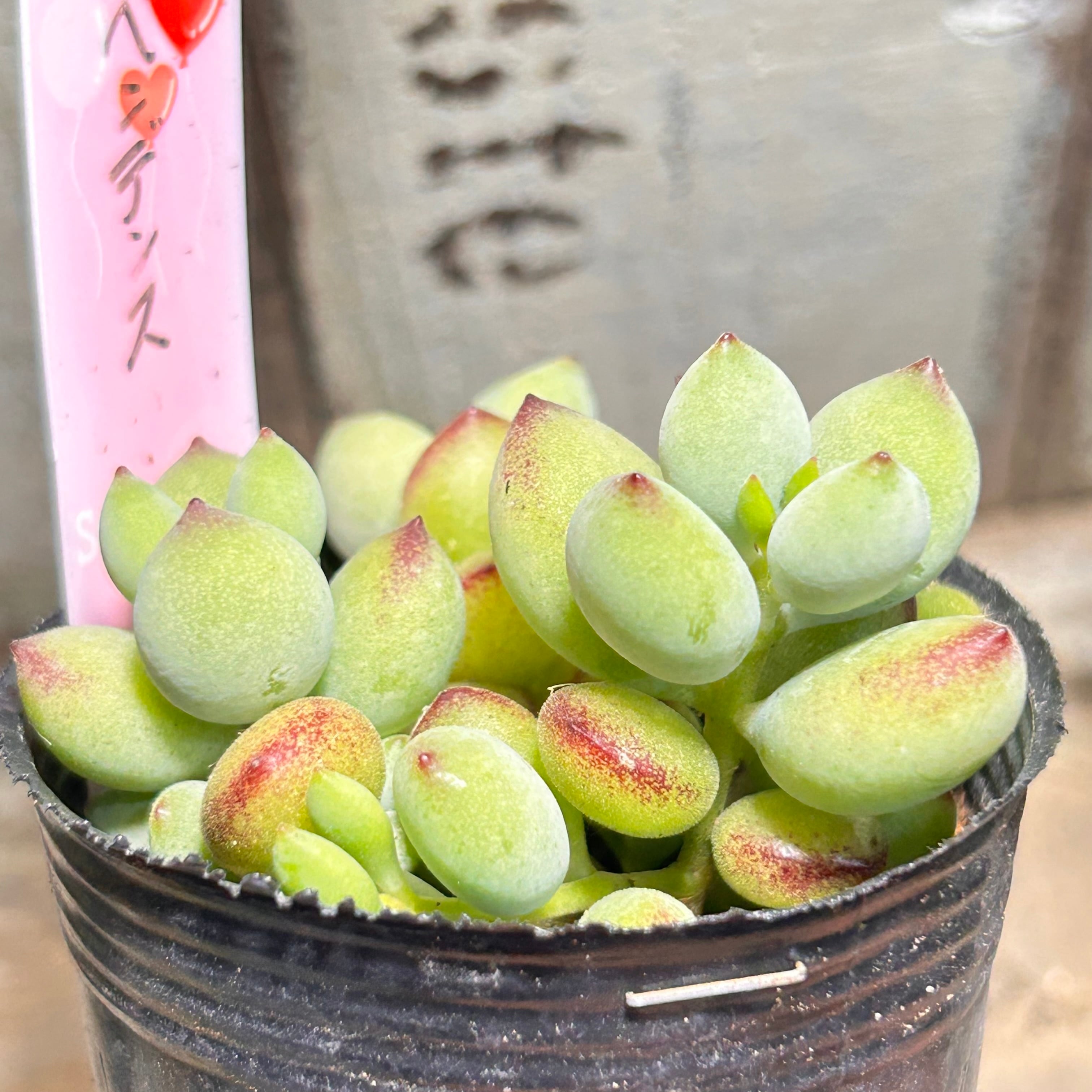 ペンデンス | RuPo 多肉植物専門店