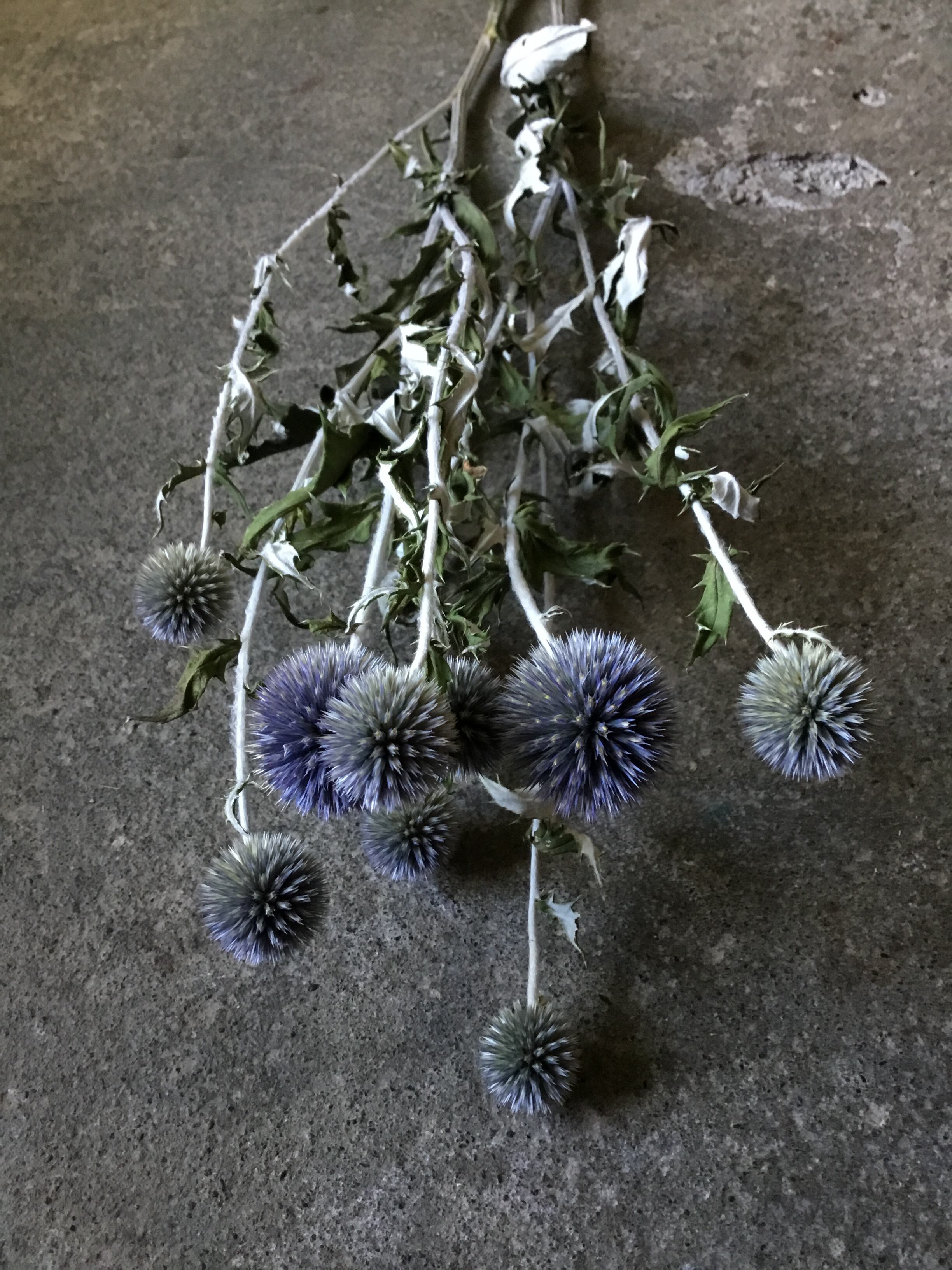 爽やかな夏の2ウェイガーランド アナベル ルリタマアザミ 【公式通販】