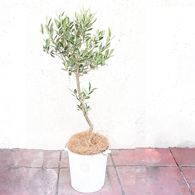 観葉植物 オリーブ オリーブの木 5号 鉢カバー DONNAエンボスポットL ホワイト 御祝 新築祝 開店祝 開業祝 引越祝