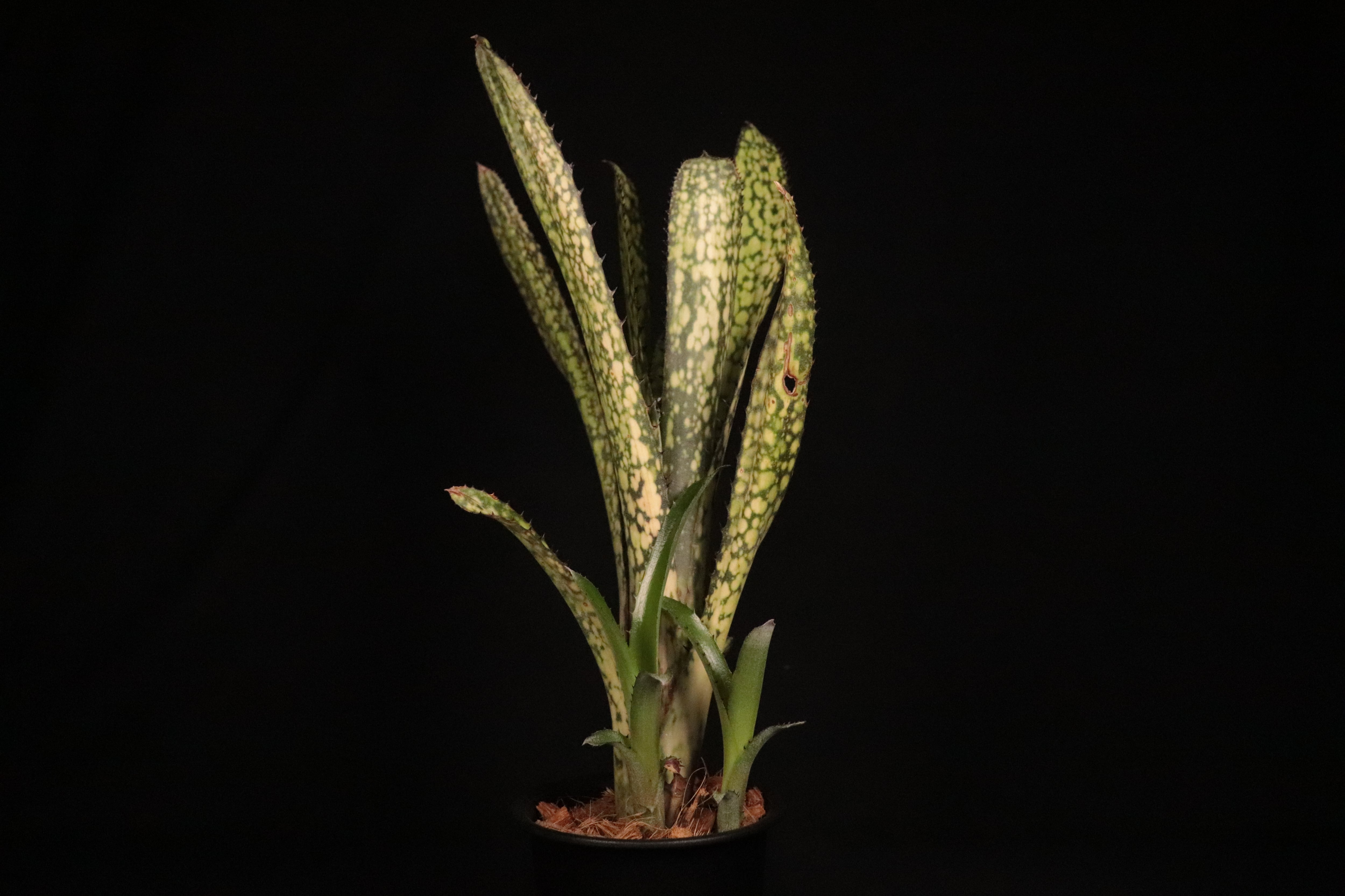 送料無料】Billbergia 'Kolan Apocalyptic' x 'Kolan Crunch