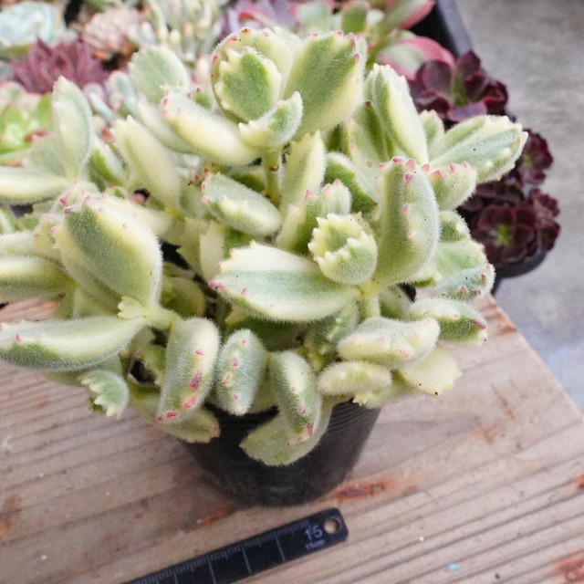 熊童子錦	F027