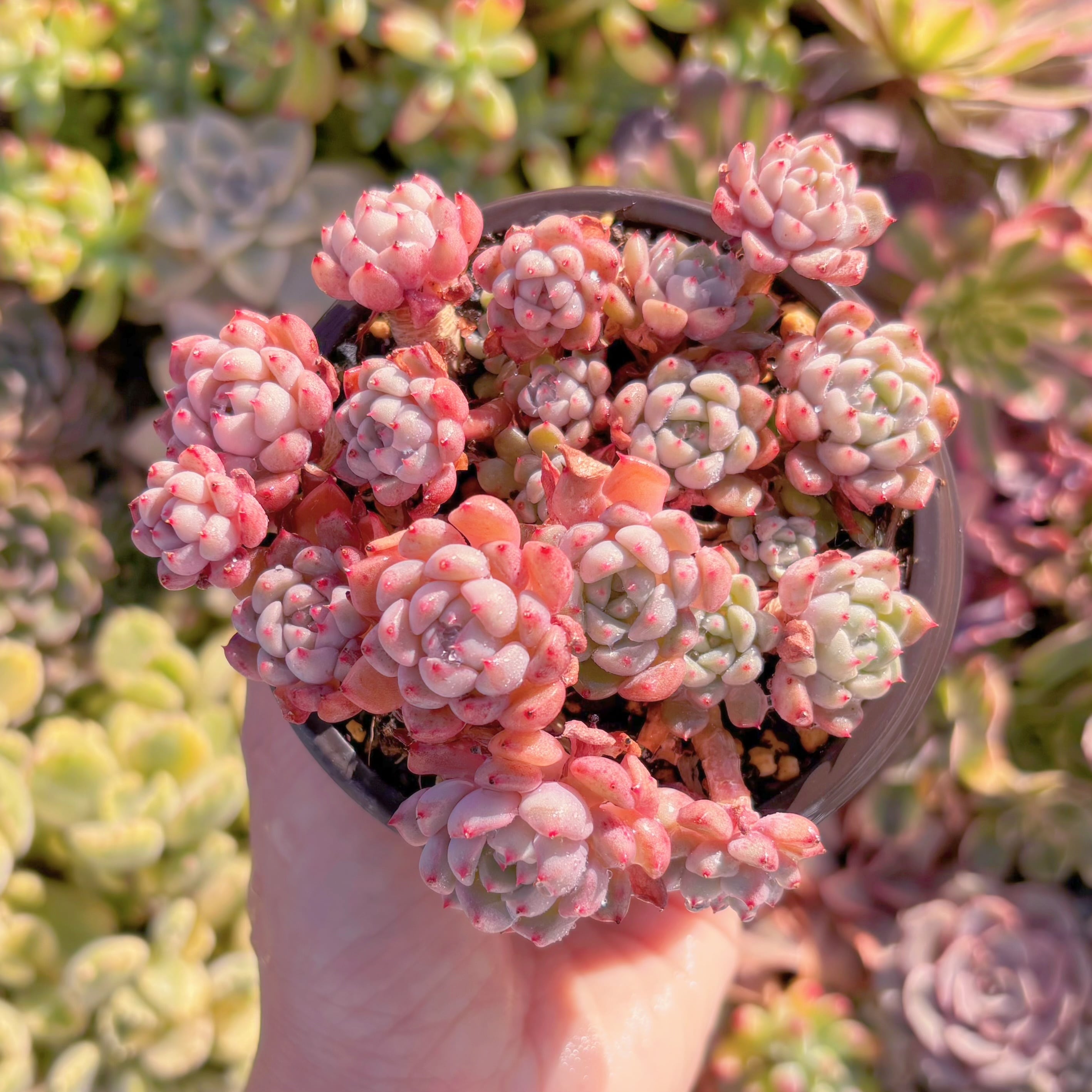 現品　スノービーチ#M076　群生　るる農園