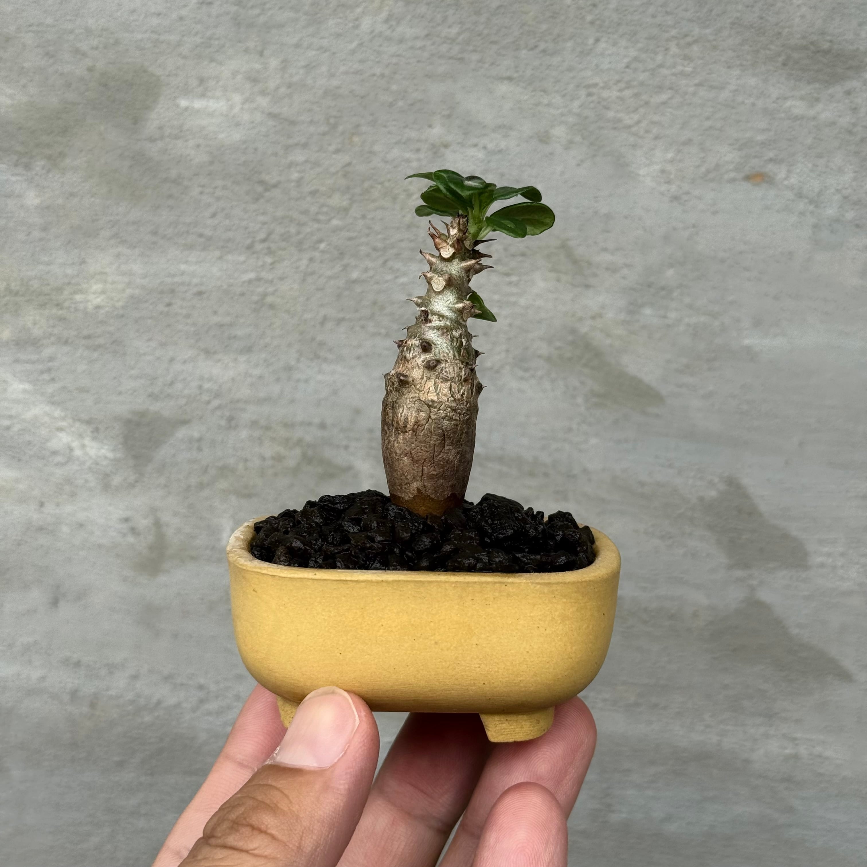 植物×作家鉢 【植え込み済み】 | A-PLANTS