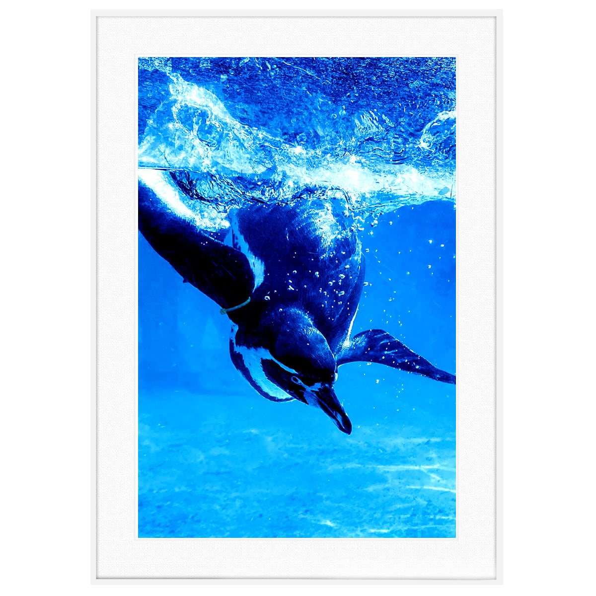 動物写真 水に飛び込むフンボルトペンギン インテリアアートポスター額装 AS2561