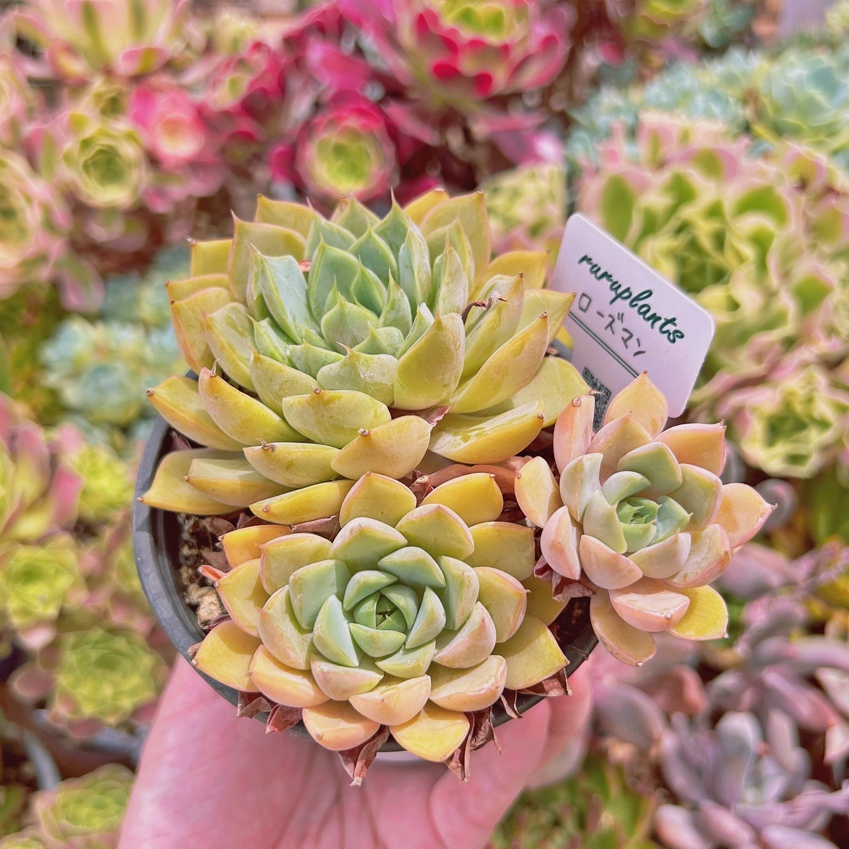 #839現物　多肉植物　ローズマン　特大　