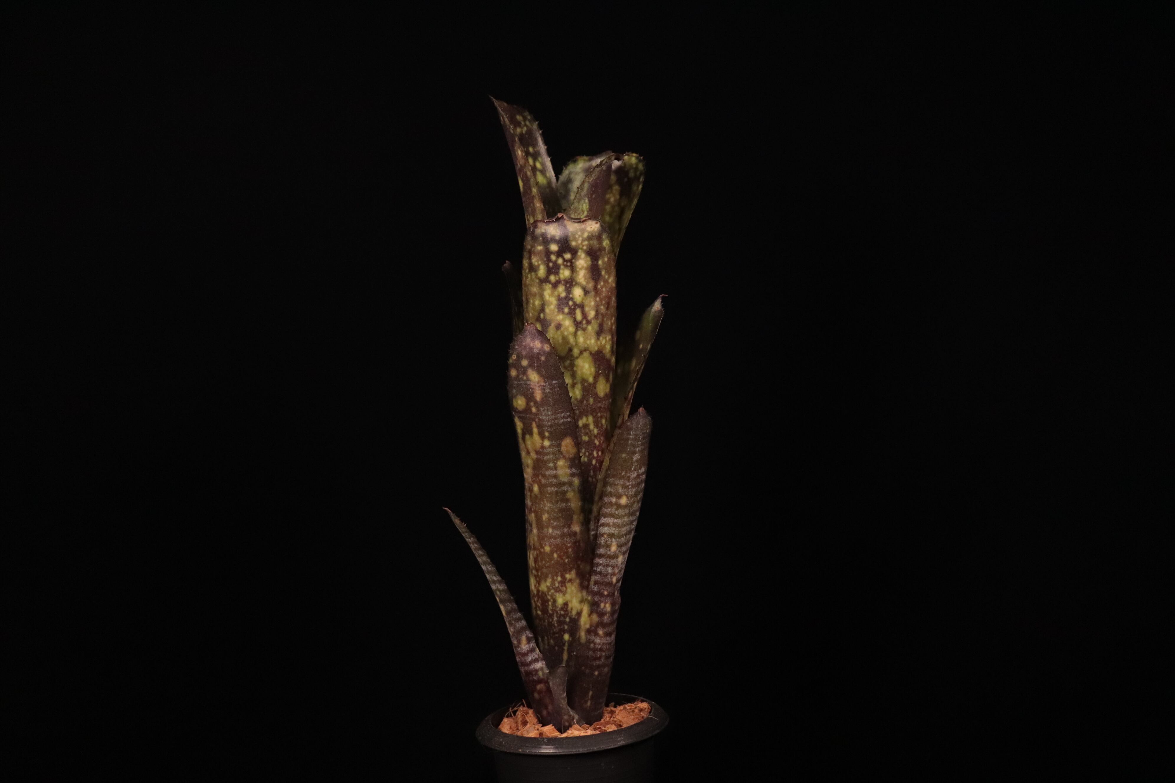 Billbergia 'Talbot Dust'〔ビルベルギア〕B352 | plane plants