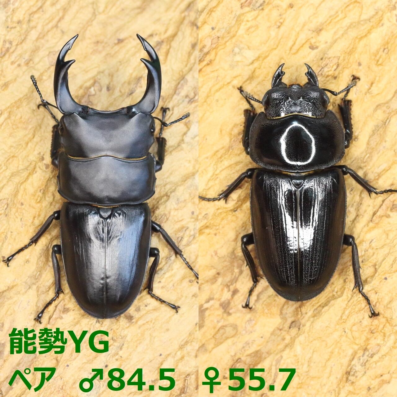 7594af0a2a7b0aac41781997a7d3b4