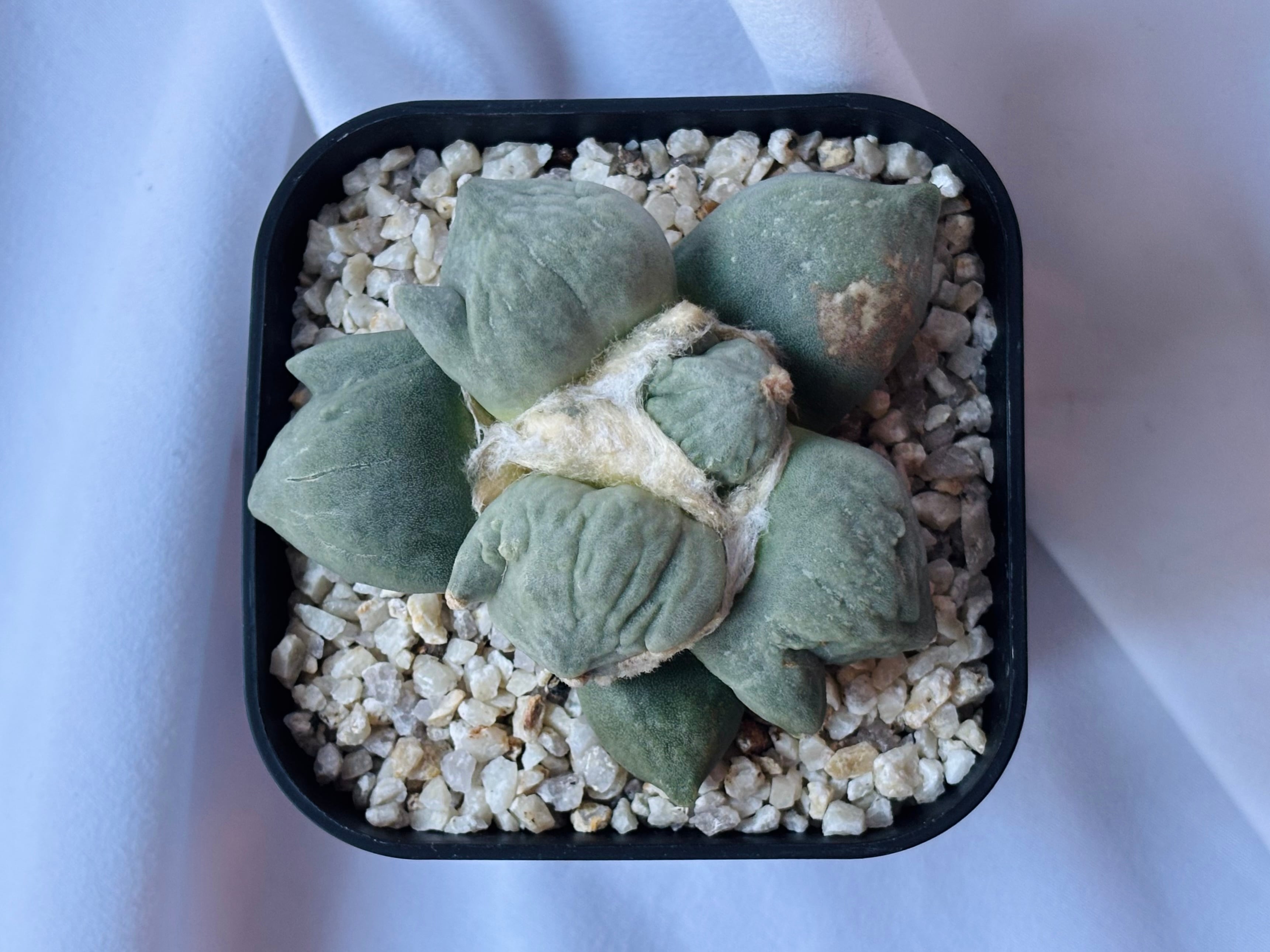 Ariocarpus furfuraceus f.monstrosa アリオカルプス 変疣青磁牡丹