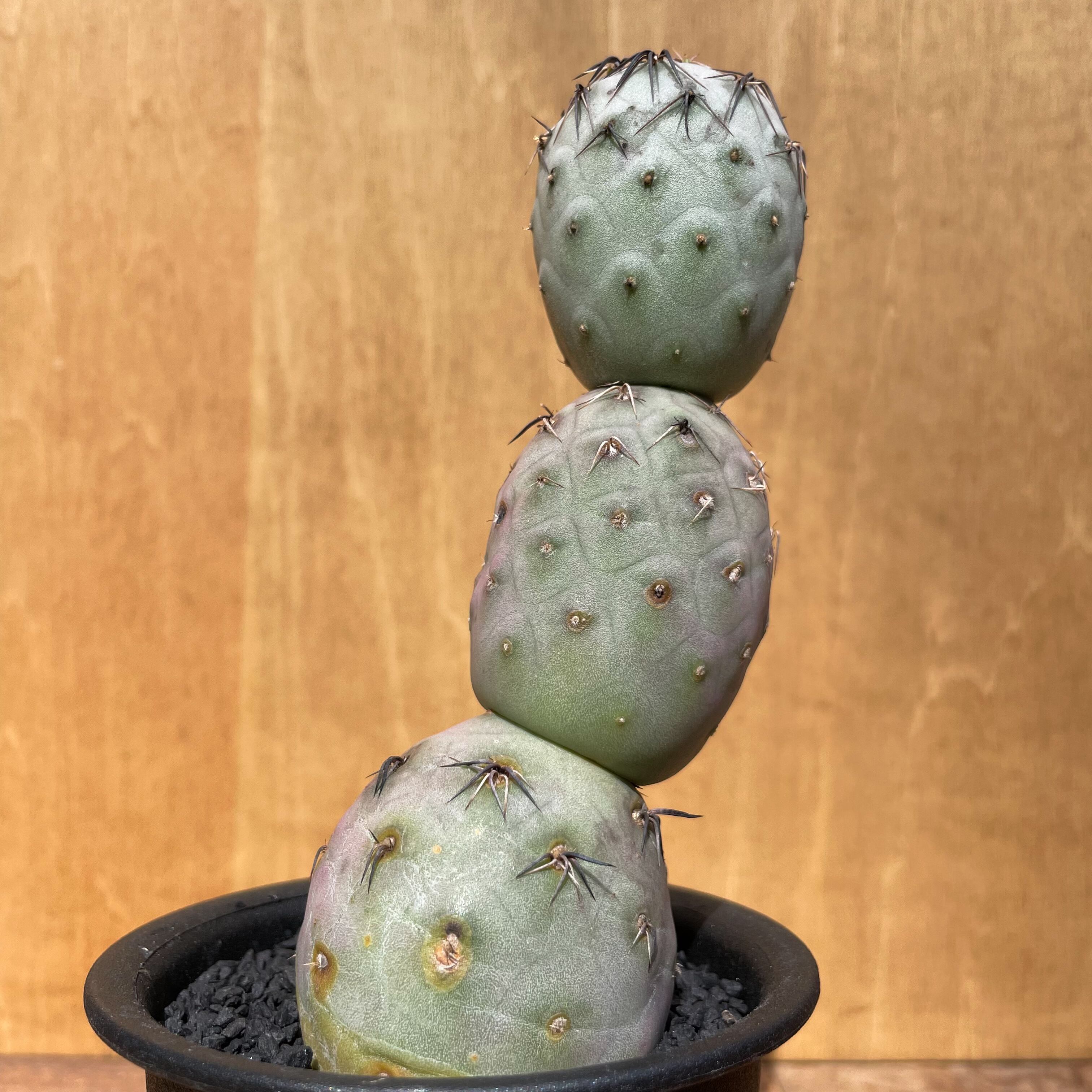 Tephrocactus geometricus【テフロカクタス・ゲオメトリクス