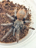 ブラジリアンブルー♀ Lasiocyano sazimai　1匹