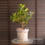 パンダガジュマル 6号 陶器鉢 ピック付 観葉植物 ガジュマルの木 多幸の木 ガジュマル 0318BE