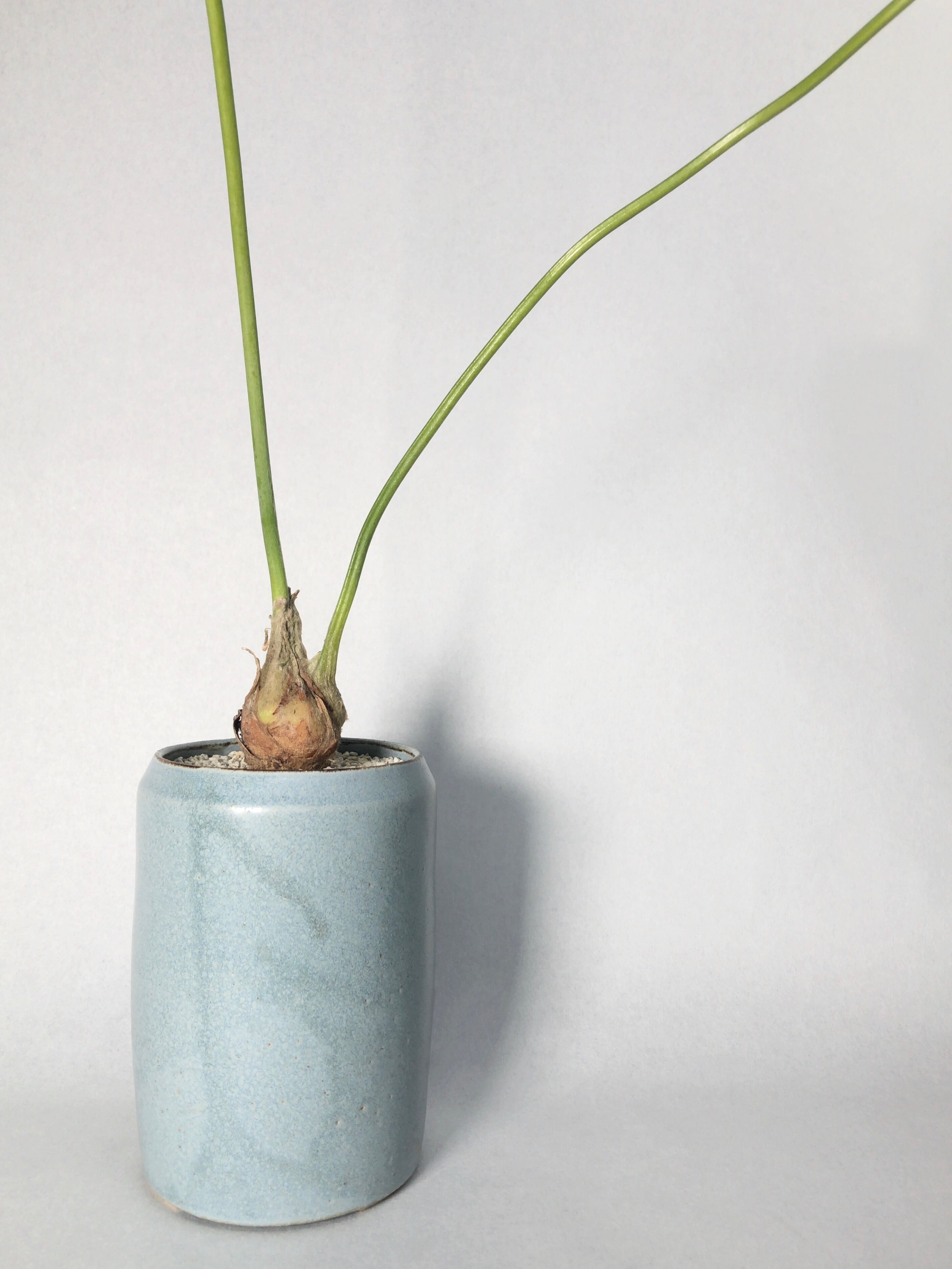 ディオーン エデュレ ディオーン・エデュレ | trigger