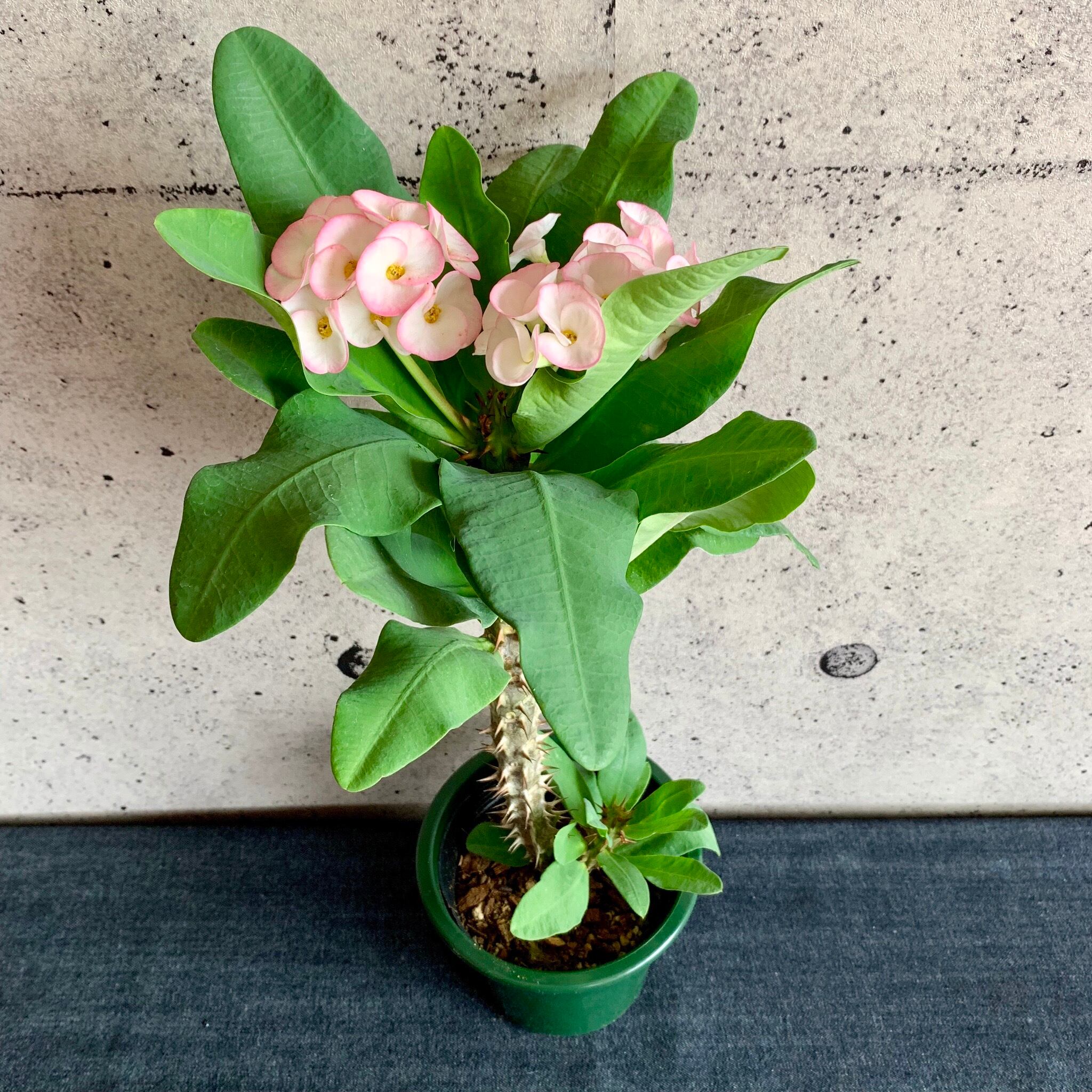 ハナキリン 花麒麟 送料込み Planet Plants プラネットプランツ