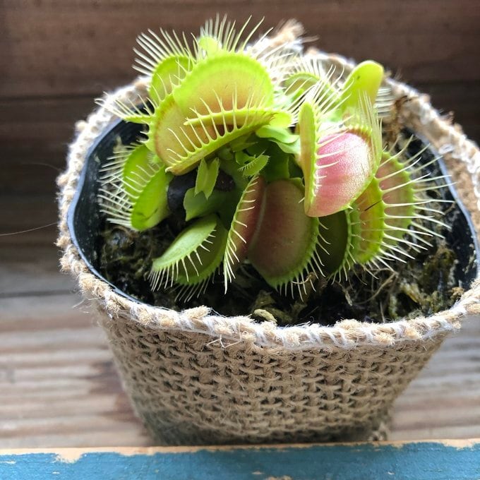 フィロデンドロン ウィリアムシー斑入り（Philodendron