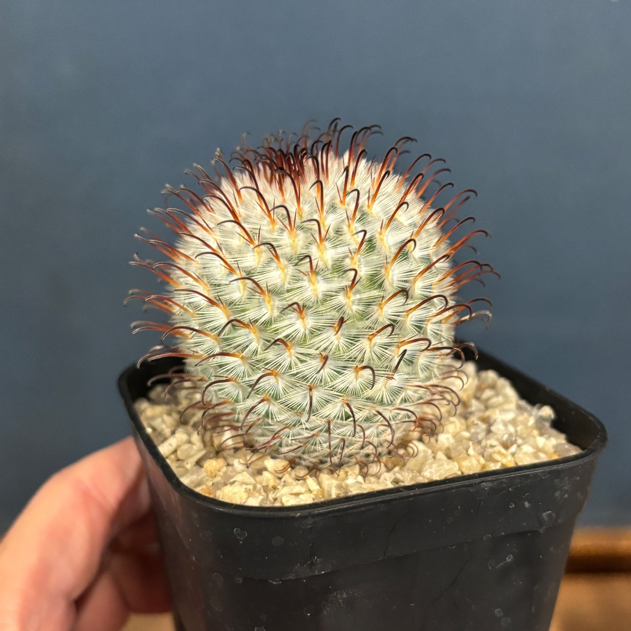 【現品】2026年 サボテン福袋 10,000円