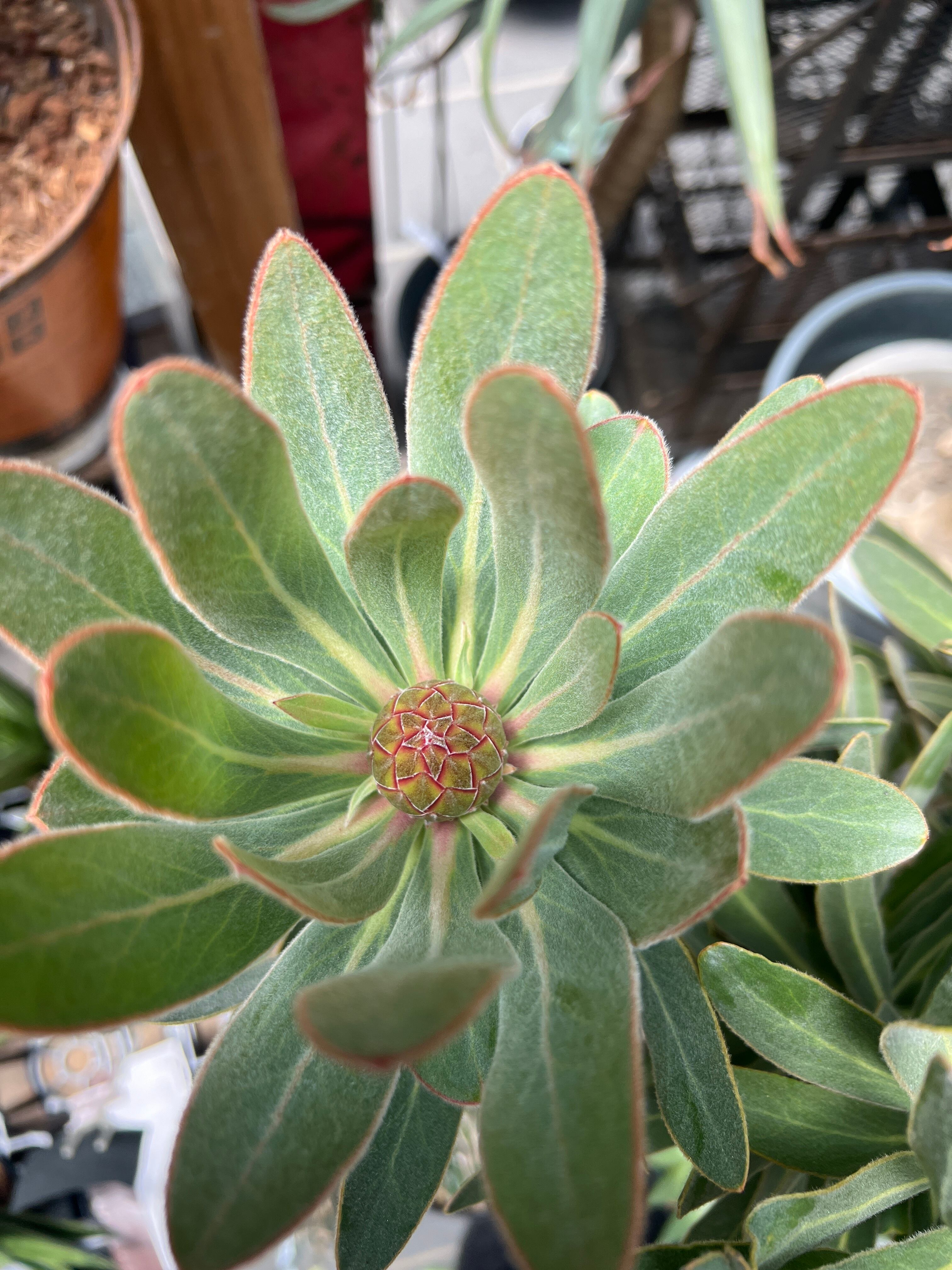 プロテア スペシャルピンクアイス(2F)⑩ | 沼ノ上農園