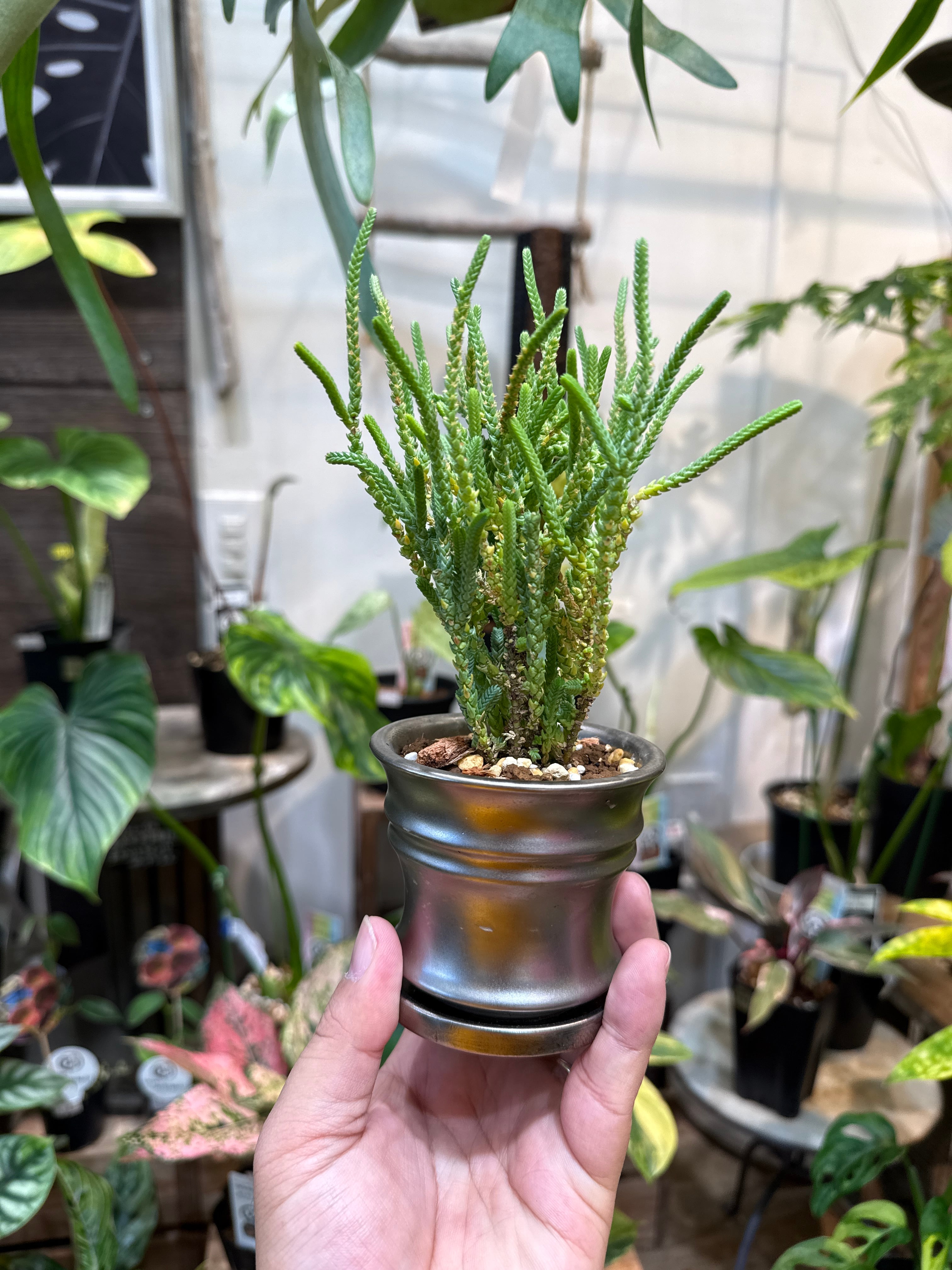 葉っぱ  ②(ミニ観葉鉢植えセット) クラッスラ 若緑 | Gardenえん 【観葉熱帯植物】