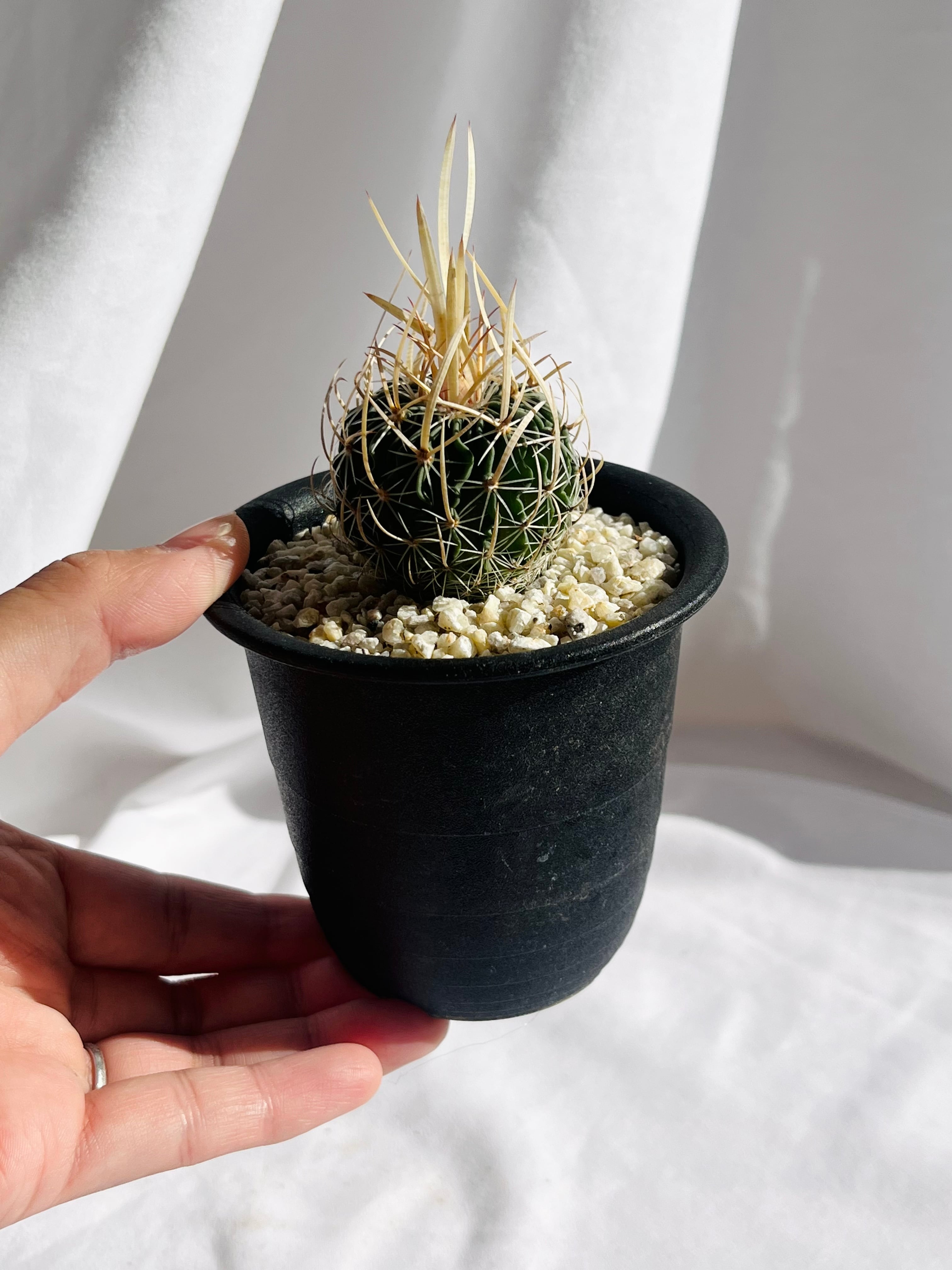Echinofossulocactus エキノフォスロカクタス 長刺振武玉 サボテン