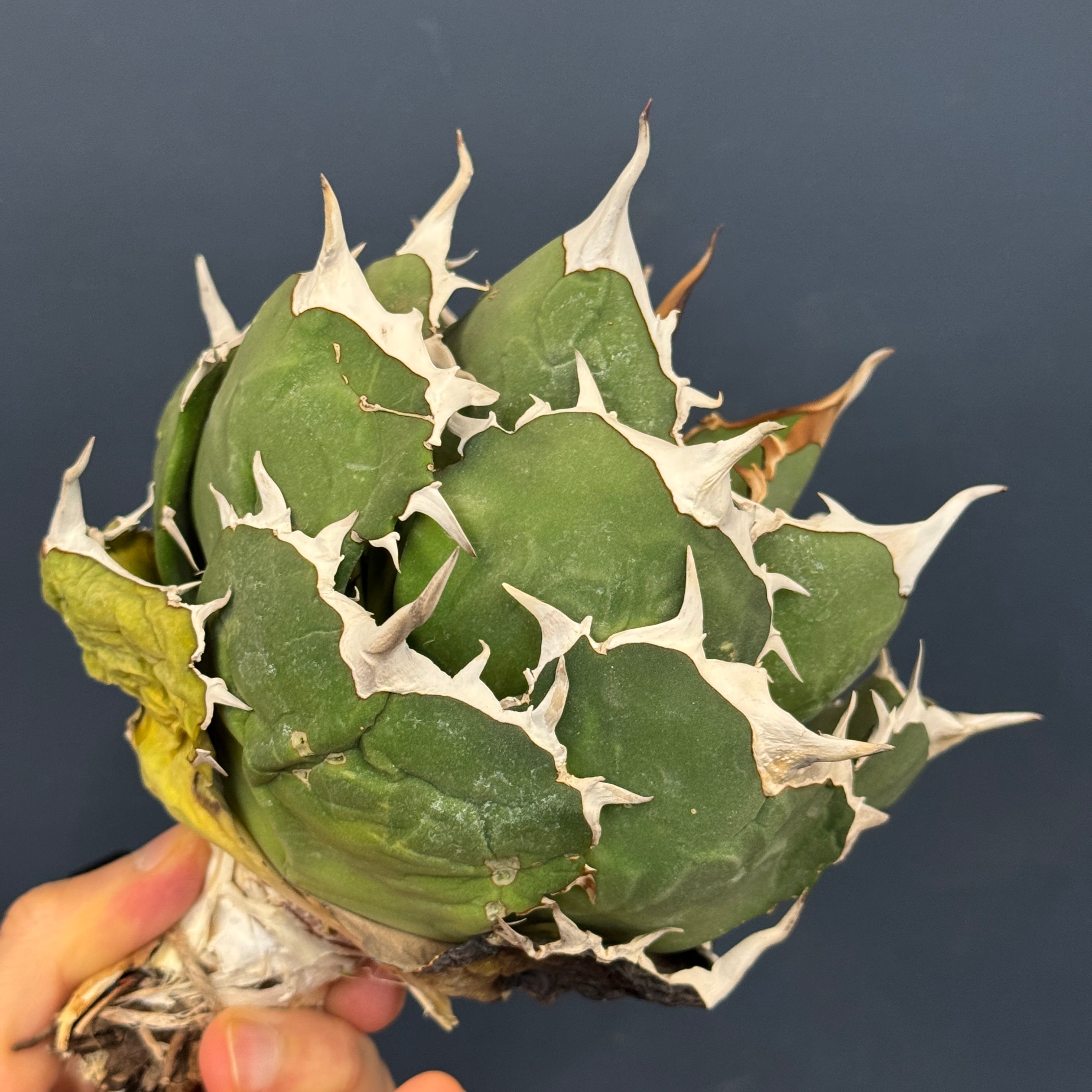 アガベ チタノタ ペルシアンドワーフ【567】 | PROTOLEAF プロトリーフ