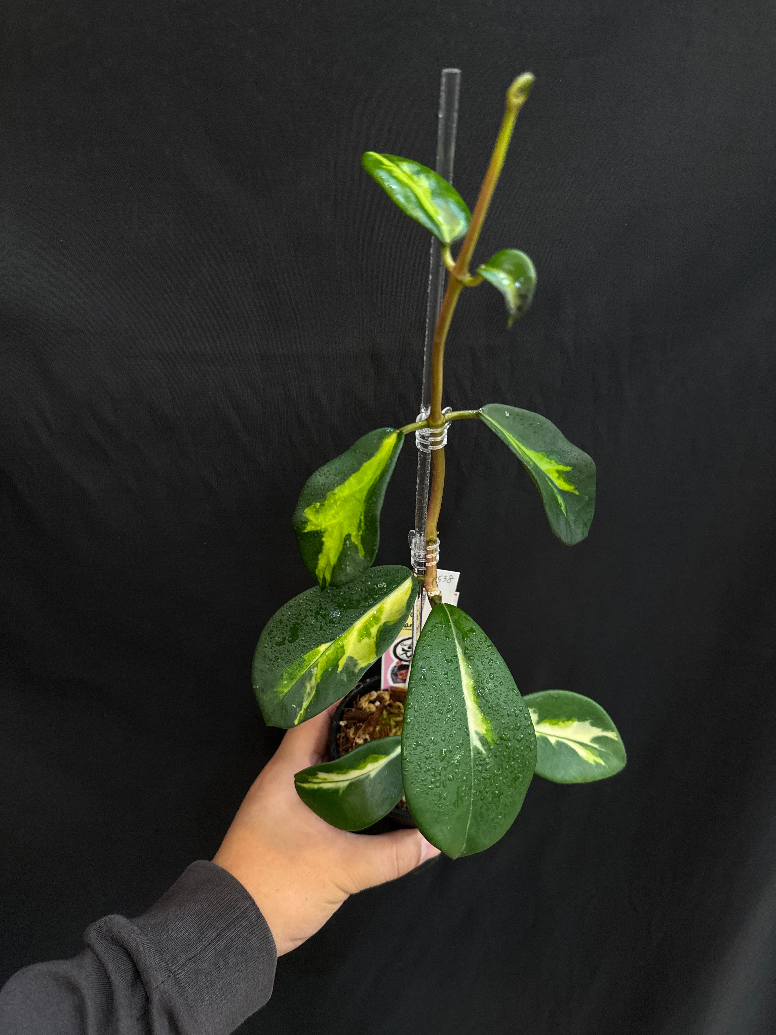 1538 ホヤ ディバーシフォリア 'マハラニ' (内斑) | Gardenえん 【観葉