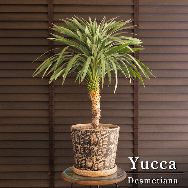 ユッカ デスメティアーナ Yucca Desmetiana ヤシ 幹立ち 5号 陶器鉢 0329GG