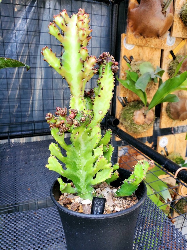 Euphorbia lactea forma monstrosa【artPLANTs】   ユーフォルビア