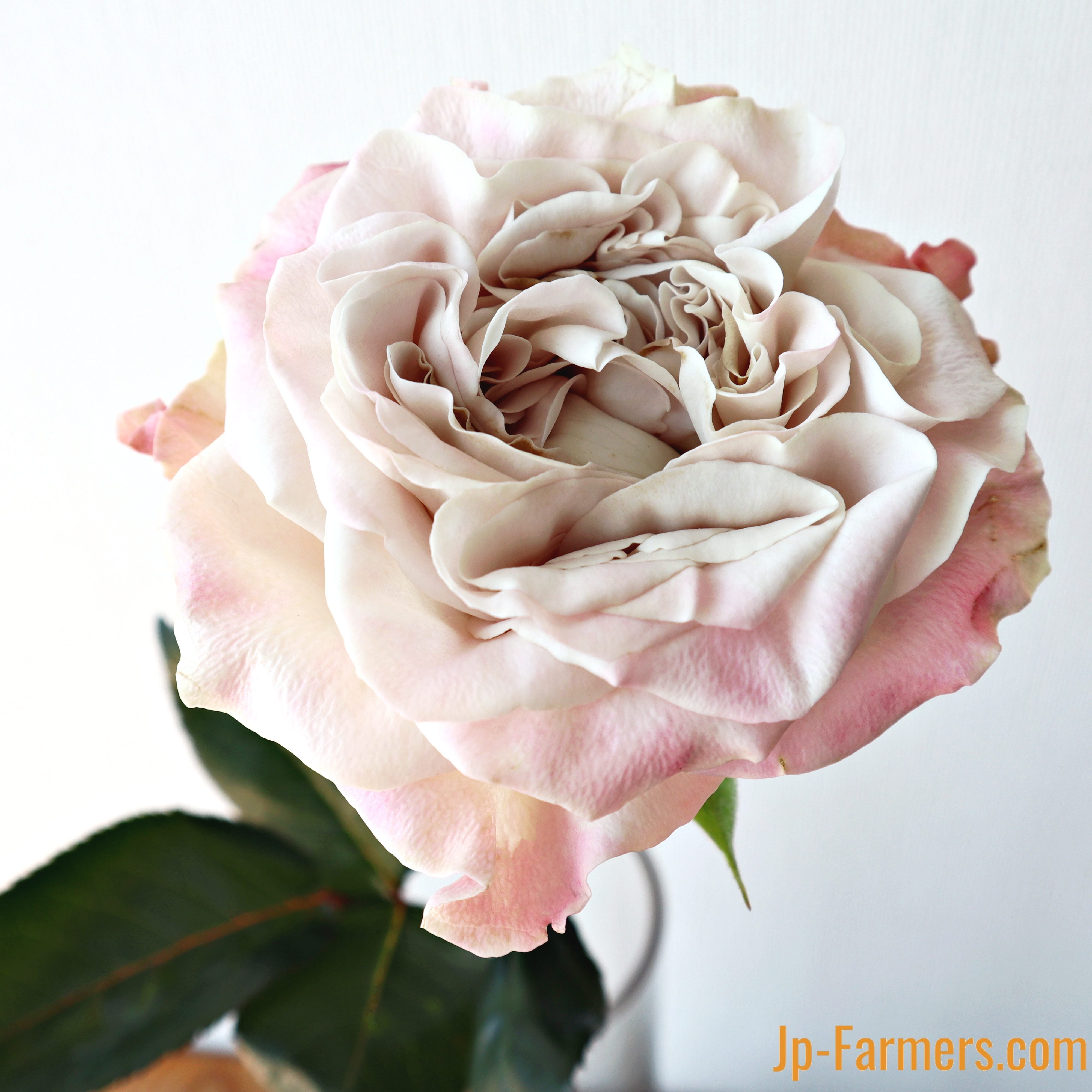 みんなが出合いたがっている薔薇 ウエストミンスターアビー！ 神田ばら